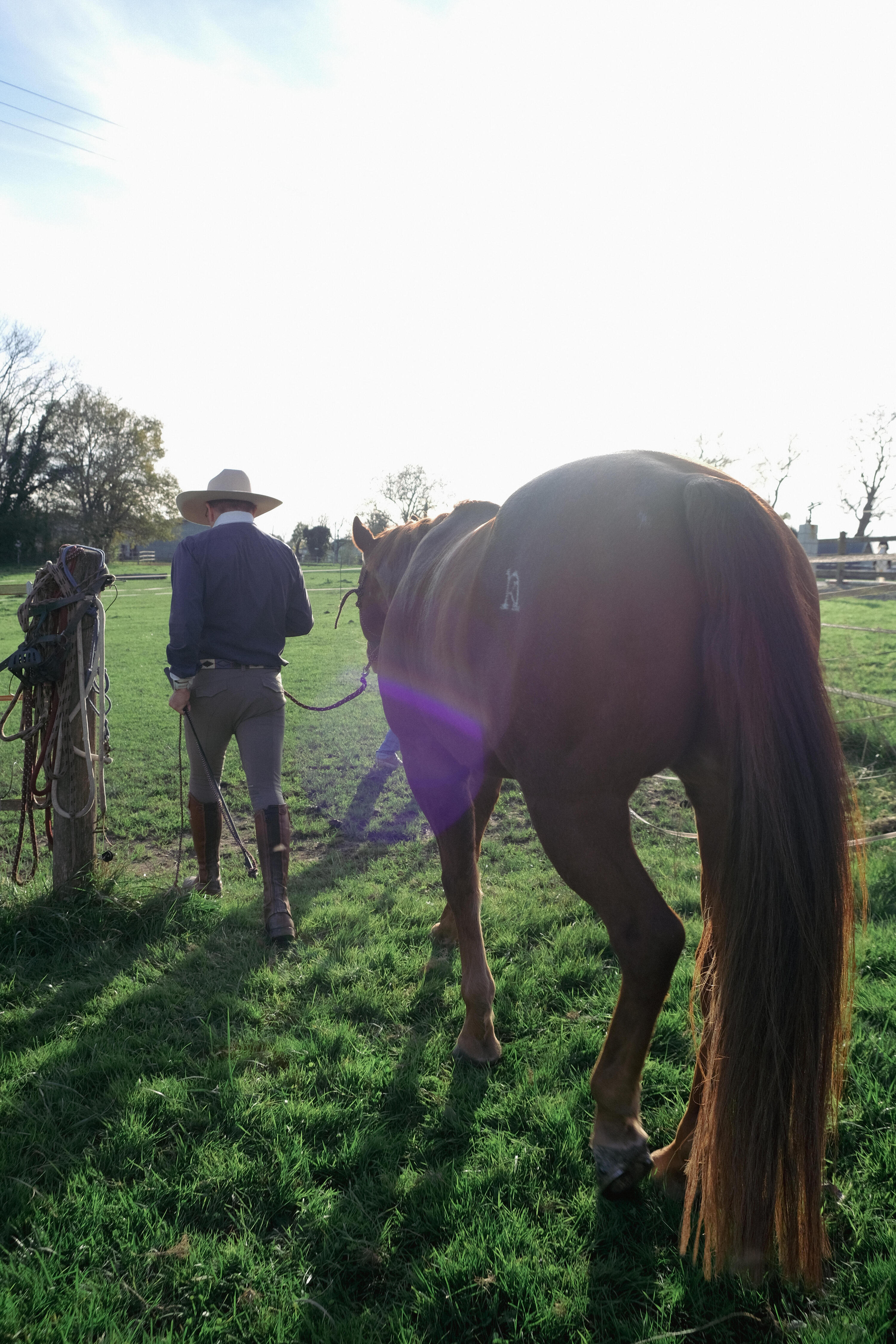 Ethologisches Halfter für Pferde und Ponys – weinrot 8/8