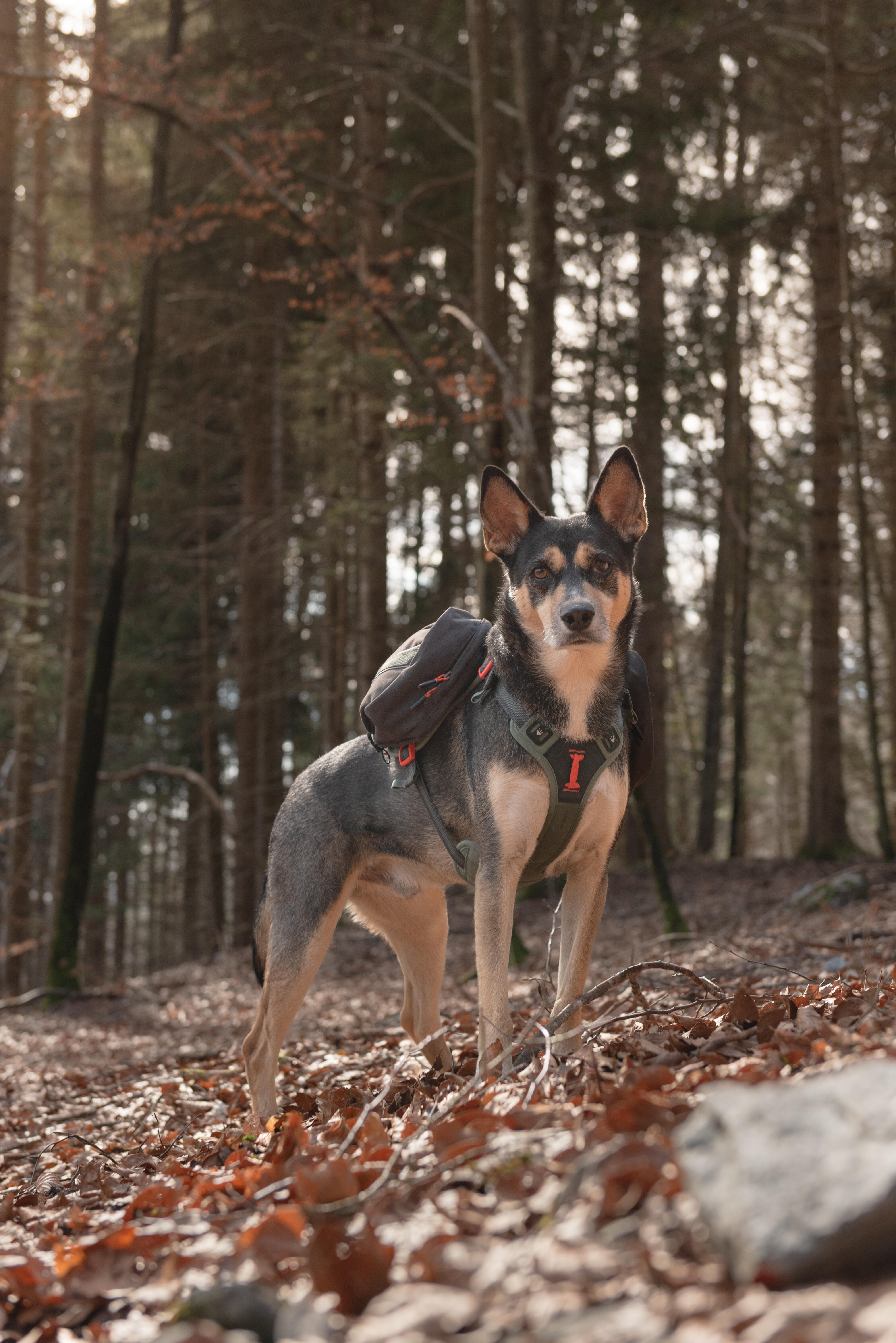 Harnais de randonnée pour chien - CAPERLAN