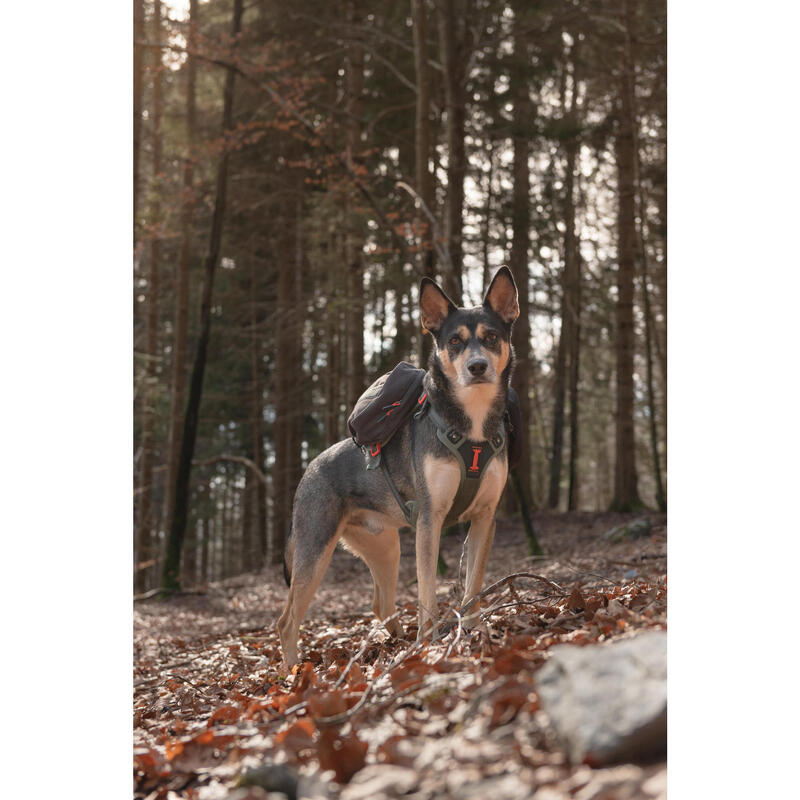 Harnais de randonnée pour chien