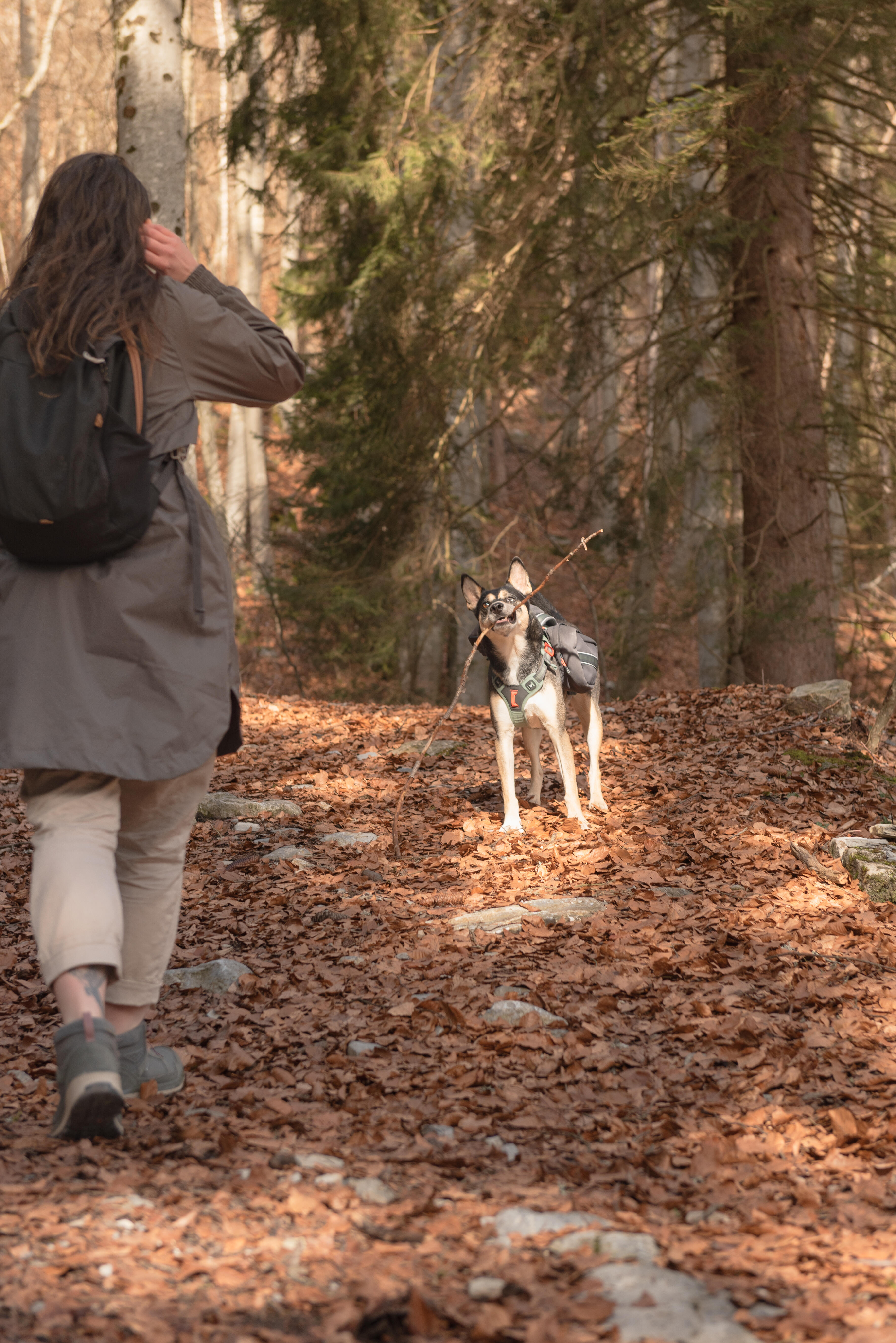 Harnais de randonnée pour chien - CAPERLAN