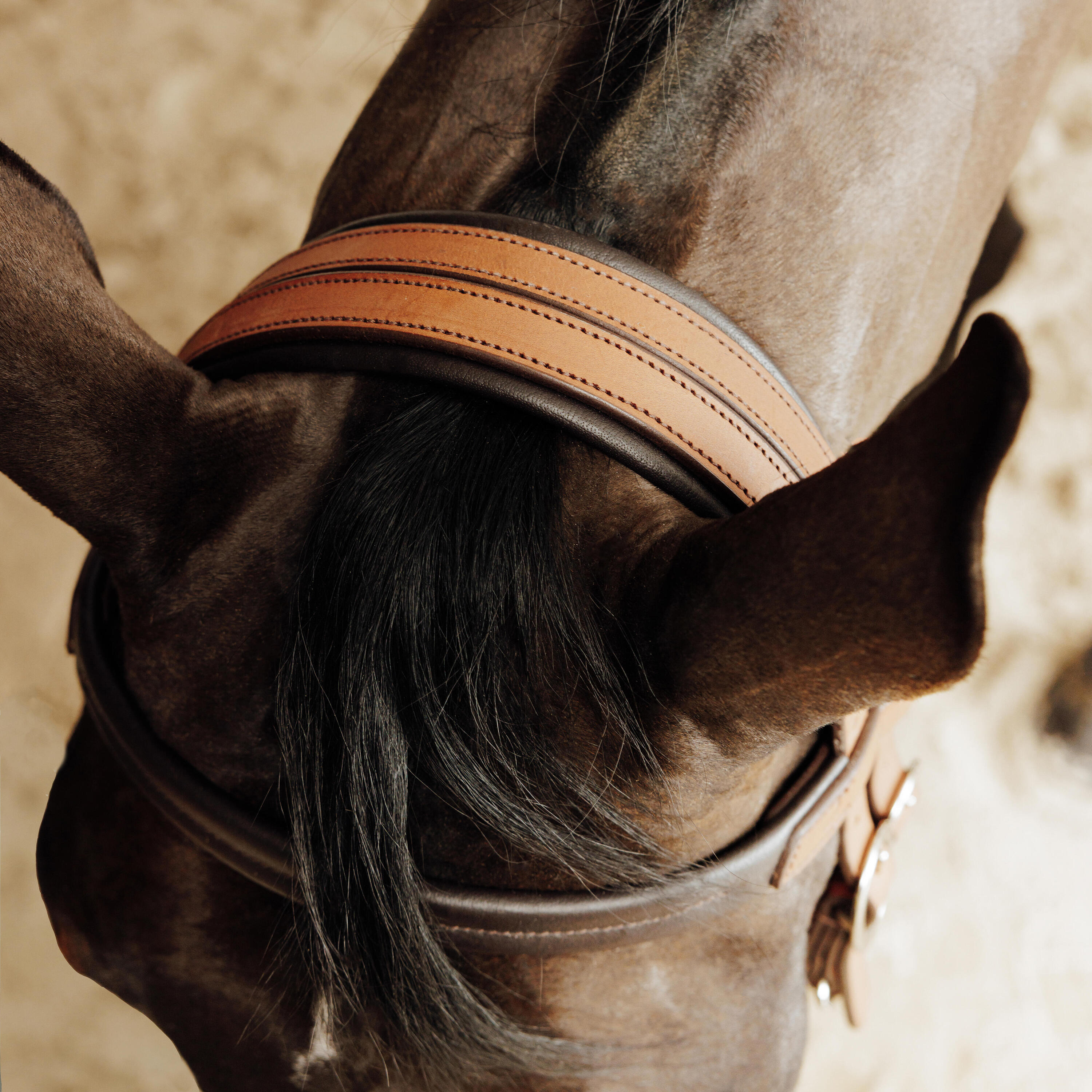 Trense/Halfter Escape Wanderreiten  3/9