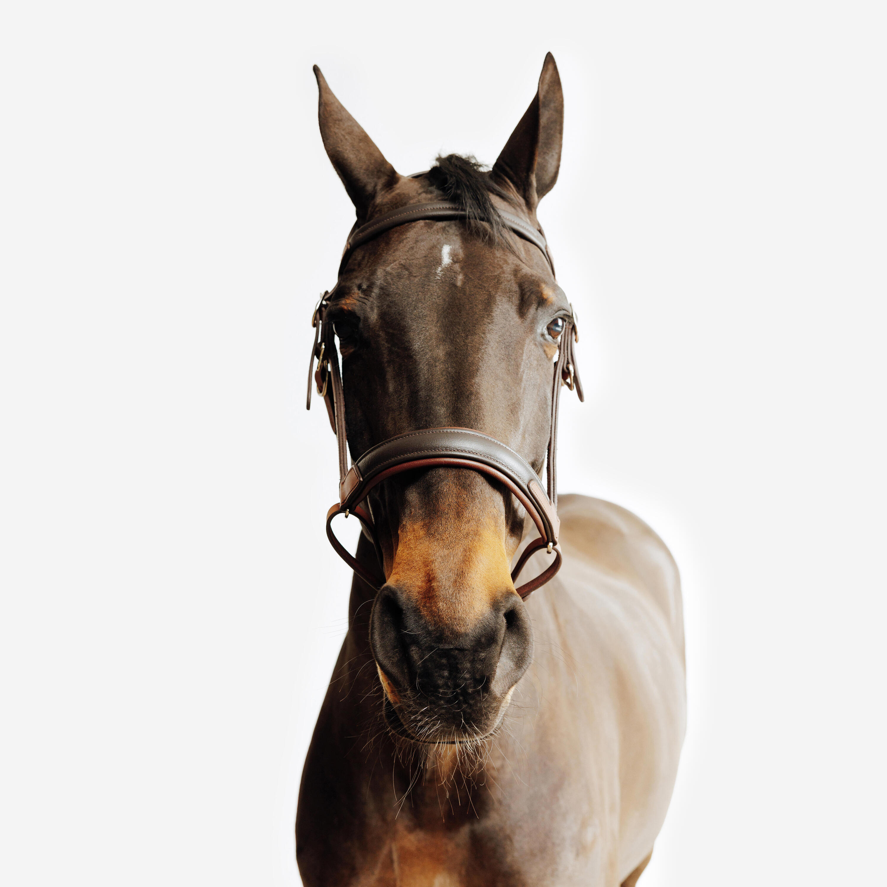 Trense/Halfter Escape Wanderreiten  9/9