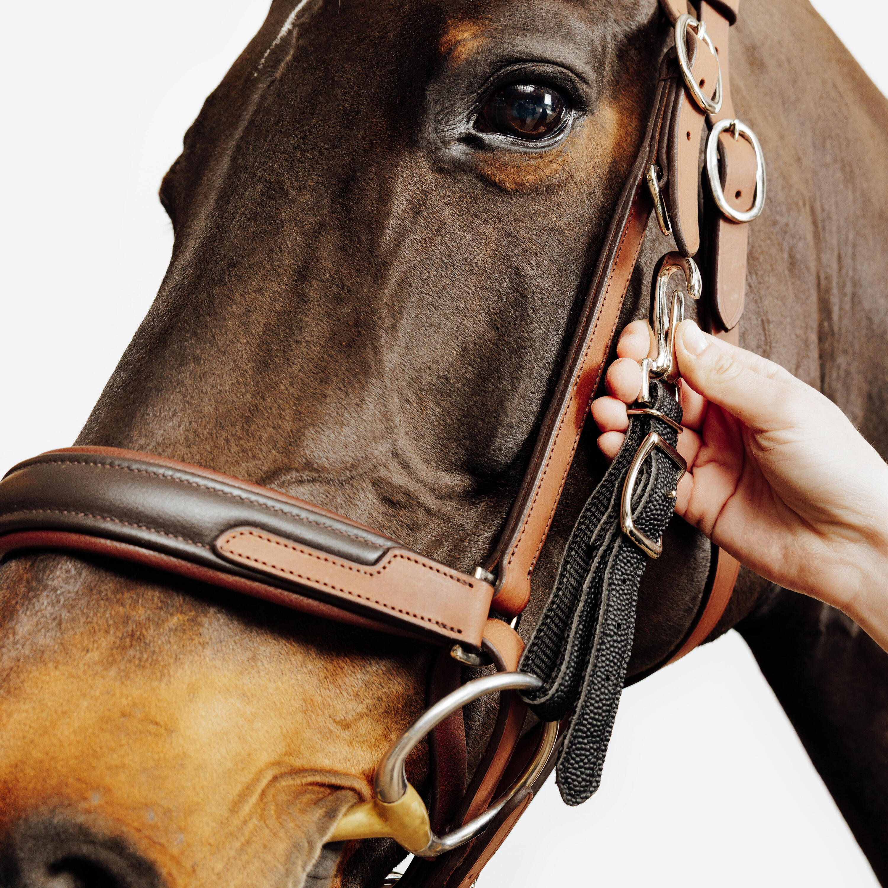 Trense/Halfter Escape Wanderreiten  5/9