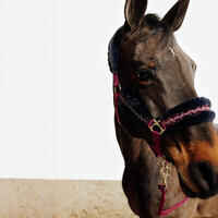 Horse Riding Halter + Leadrope Kit for Horse & Pony Comfort - Burgundy/Blue/Black