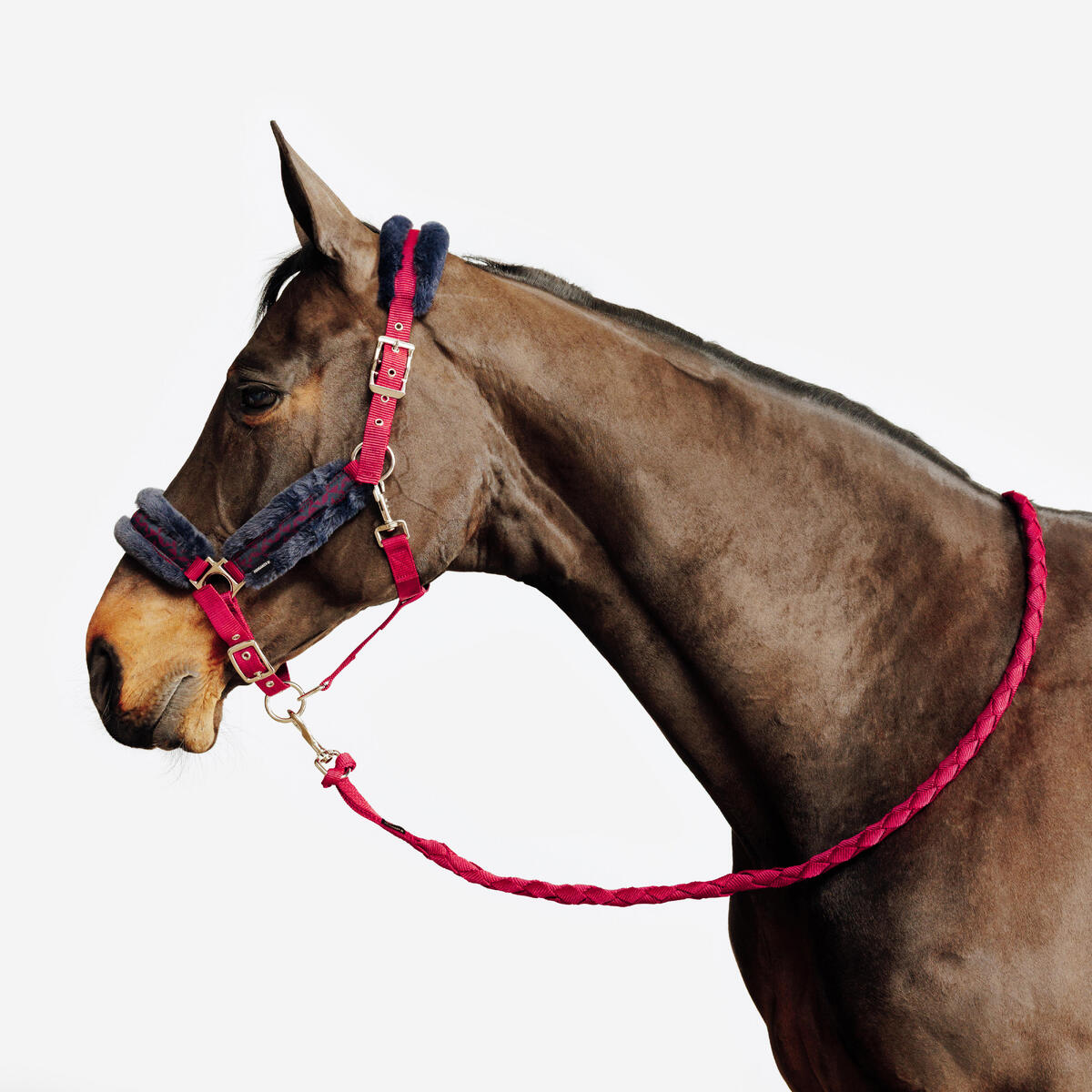 Kit licol et longe équitation Cheval et Poney - Confort rose et bleu noir