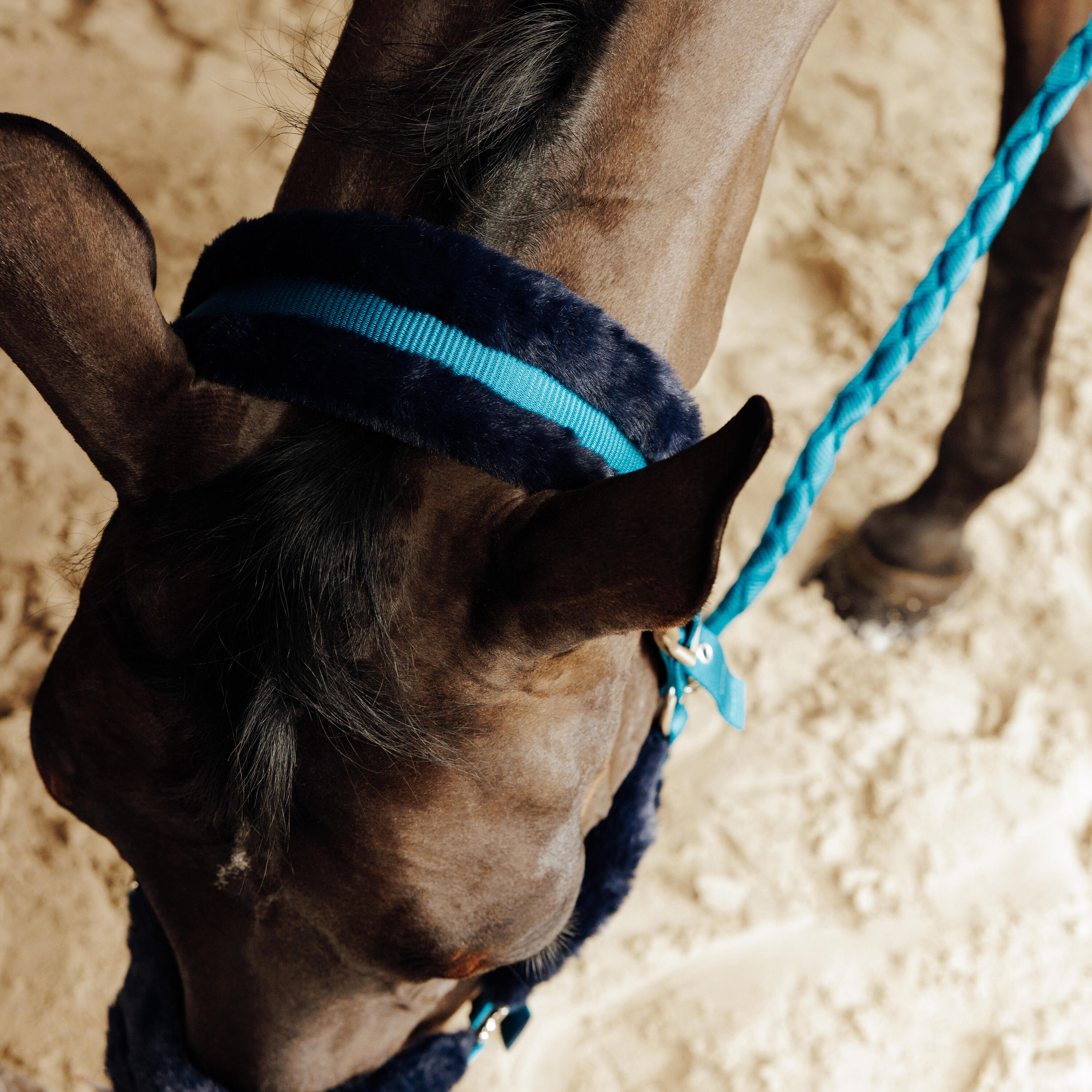 Horse Riding Halter and Leadrope Set for Horse and Pony Comfort - Duck Blue 5/5