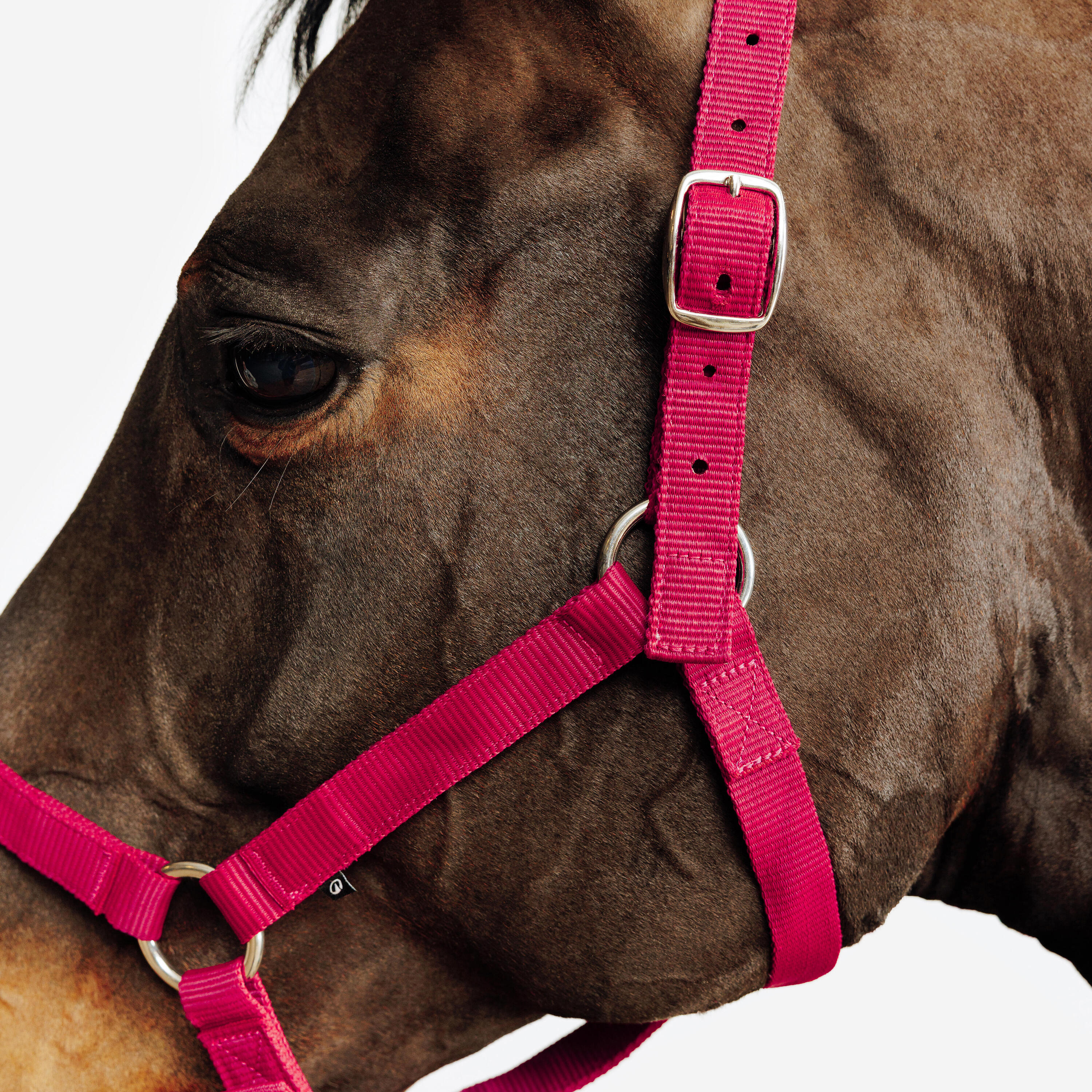 Halster voor paarden en pony's Schooling kersenrood 3/5