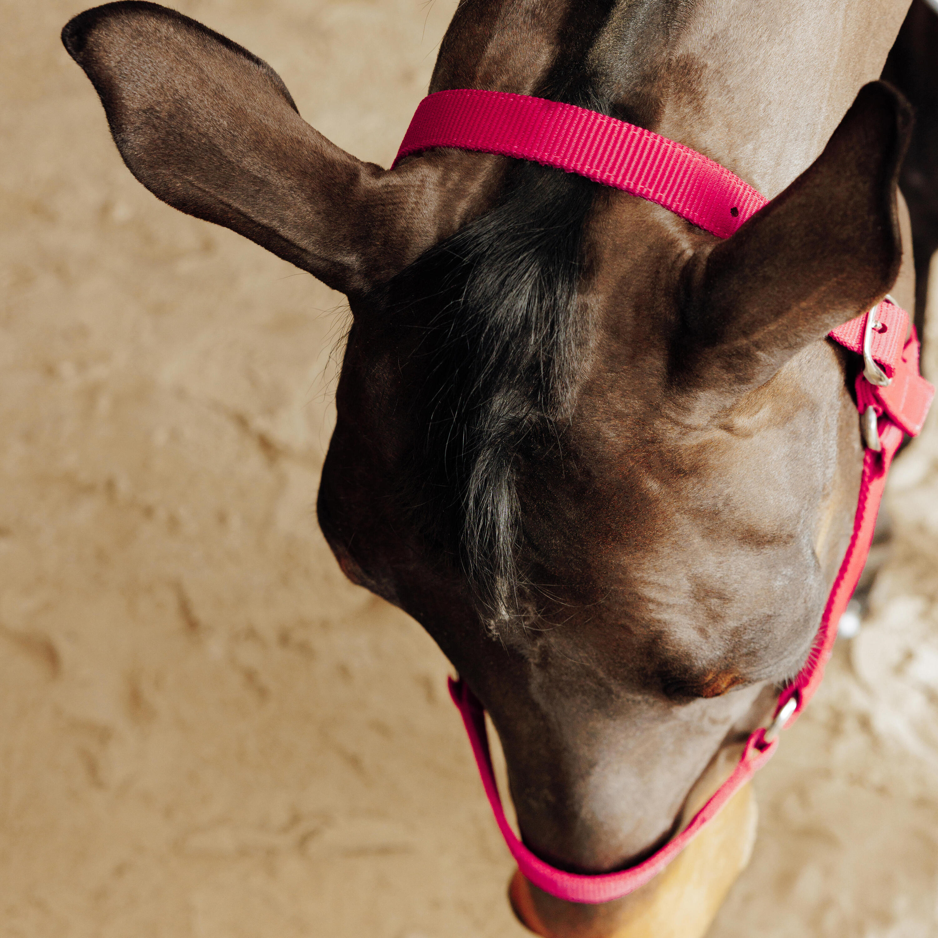 Halster voor paarden en pony's Schooling kersenrood 5/5