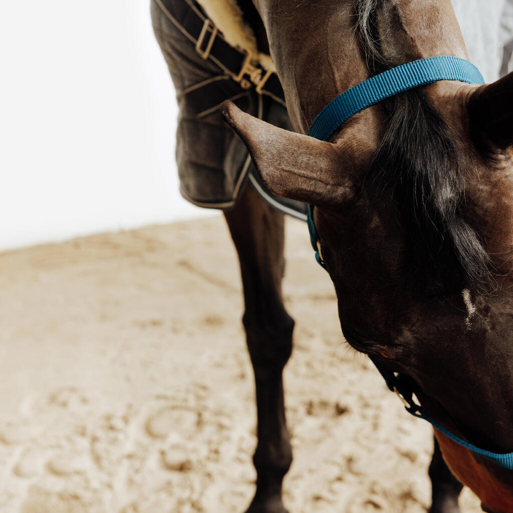 Horse Riding Halter for Horse and Pony Schooling - Black