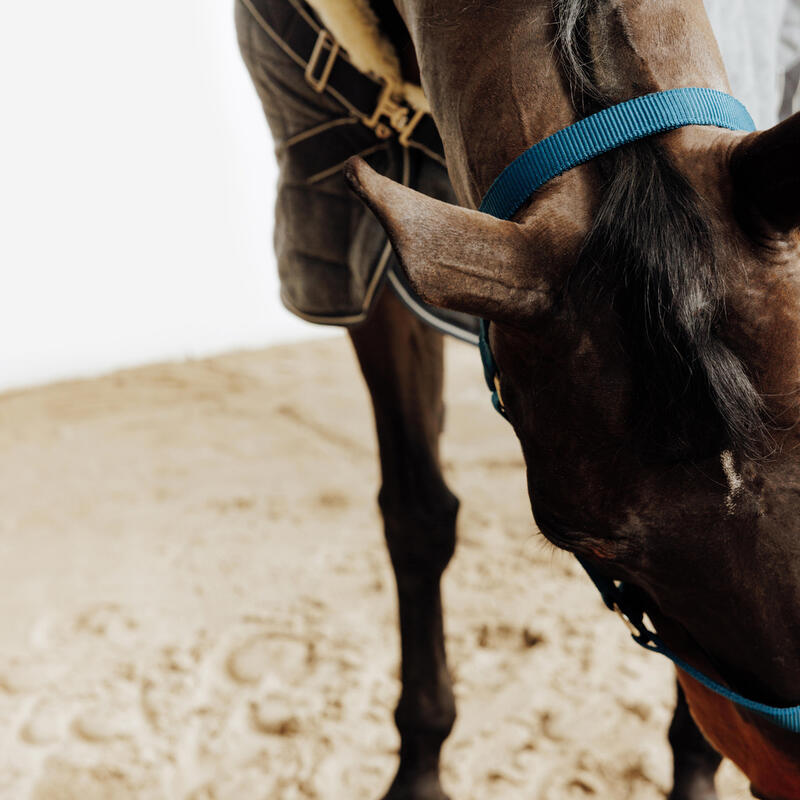 Yular - At ve Midilli Boy - Mavi - Schooling