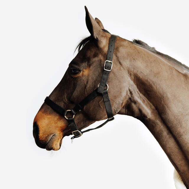 FOUGANZA CABEZADA CUADRA EQUITACIÓN CABALLO/PONI SCHOOLING NEGRO