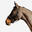 Licol équitation cheval et poney  SCHOOLING - noir