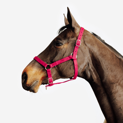 Licol équitation cheval et poney  SCHOOLING - rouge cerise