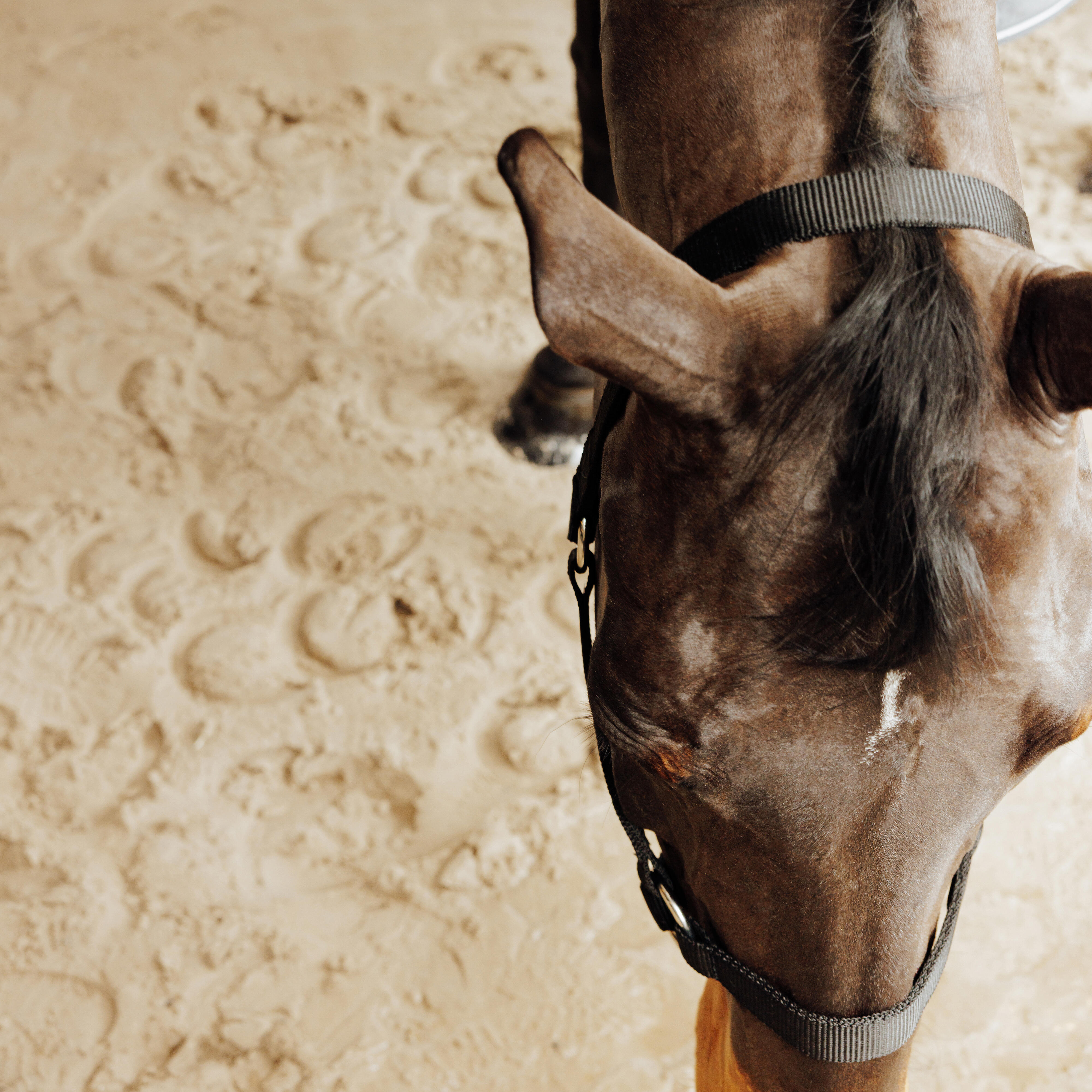 Licou d’équitation pour cheval et poney, Schooling - FOUGANZA
