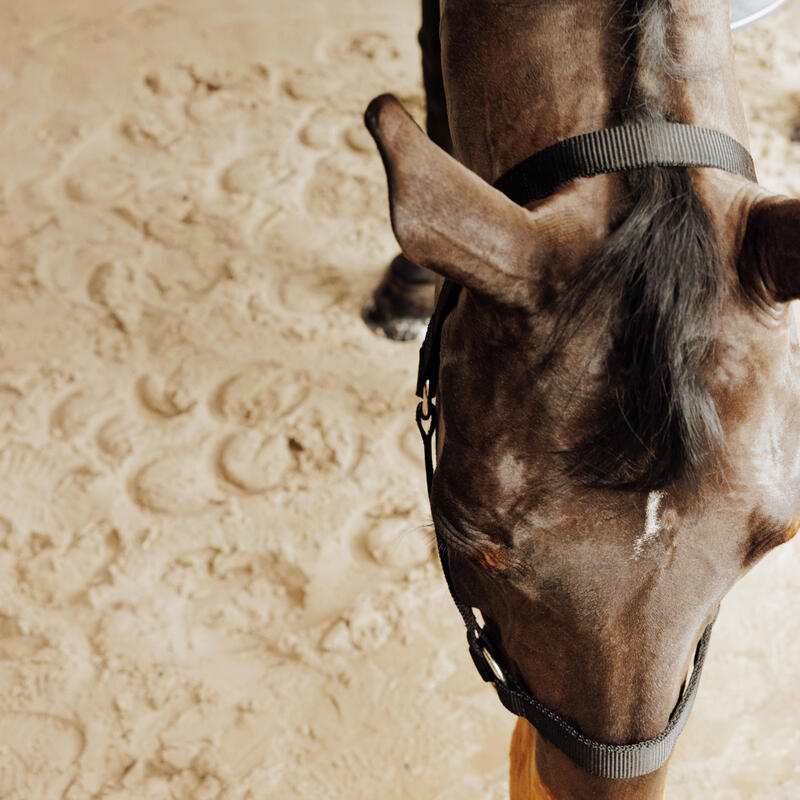 Yular - At ve Midilli Boy - Siyah - Schooling