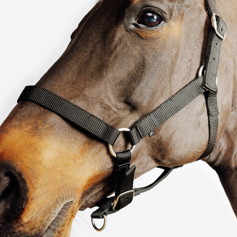 Yular - At ve Midilli Boy - Siyah - Schooling