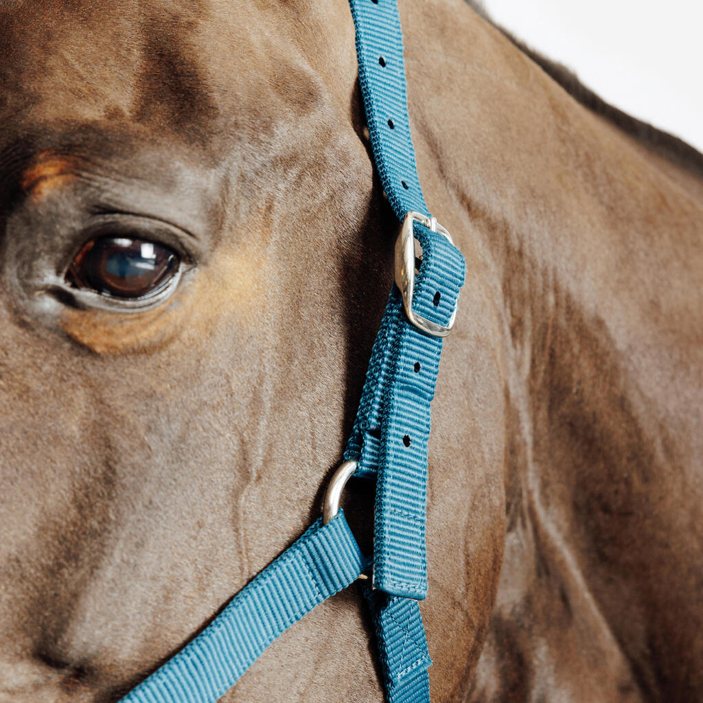 Horse Riding Halter for Horse and Pony Schooling - Black