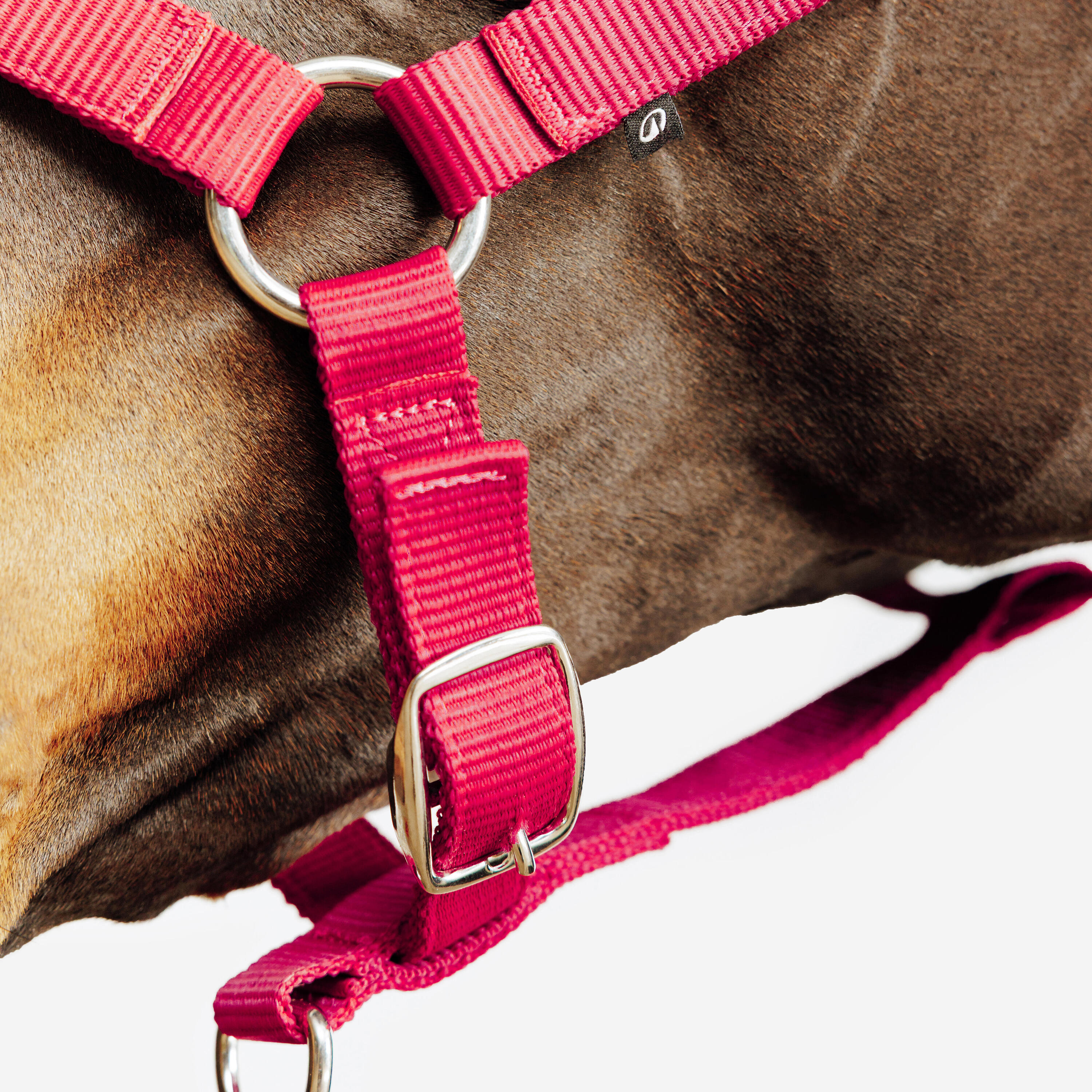 Halster voor paarden en pony's Schooling kersenrood 4/5
