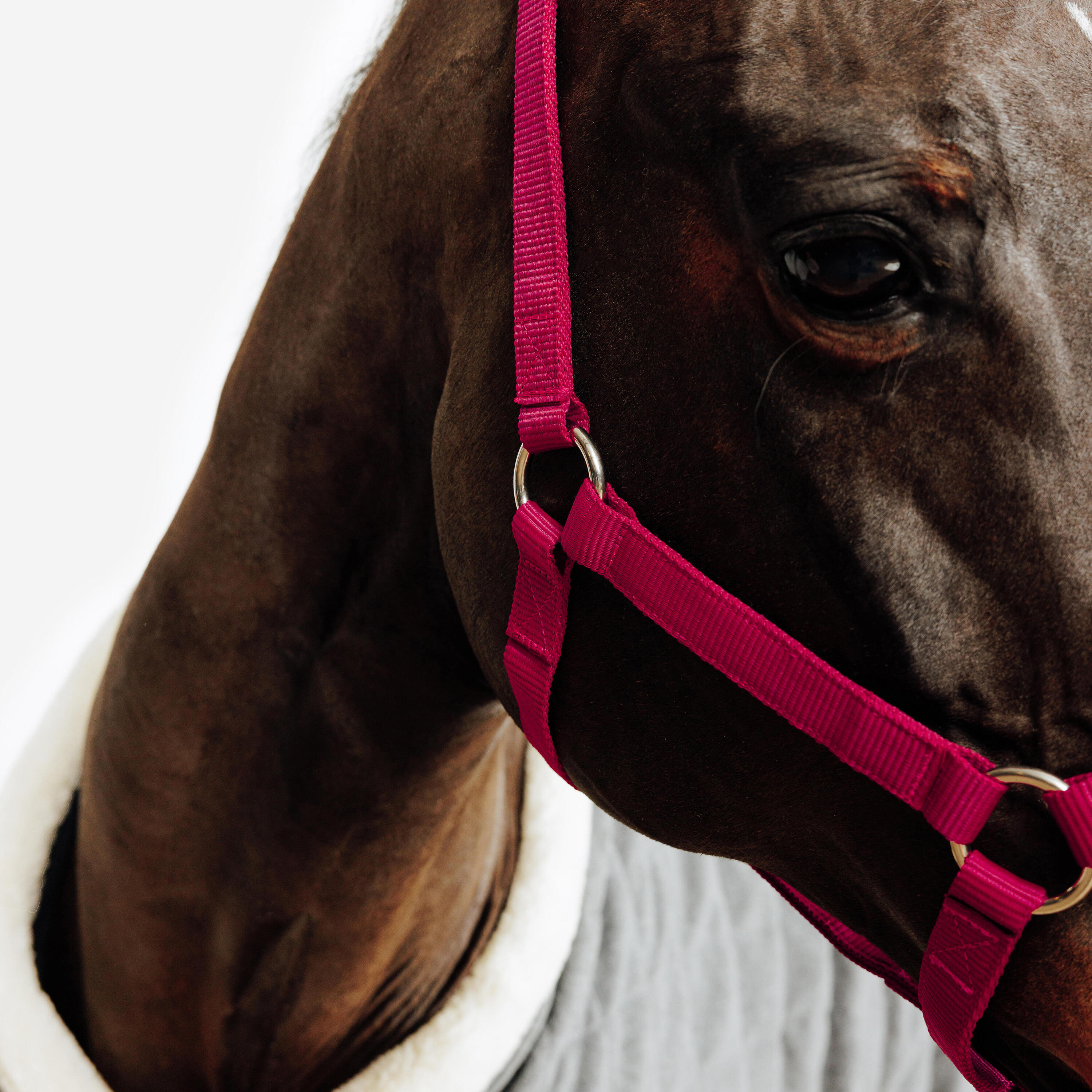 Halster voor paarden en pony's Schooling kersenrood 2/5