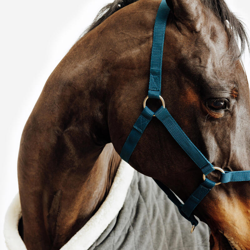 Halfter Schooling blau