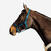 Licol équitation cheval et poney  SCHOOLING - bleu canard