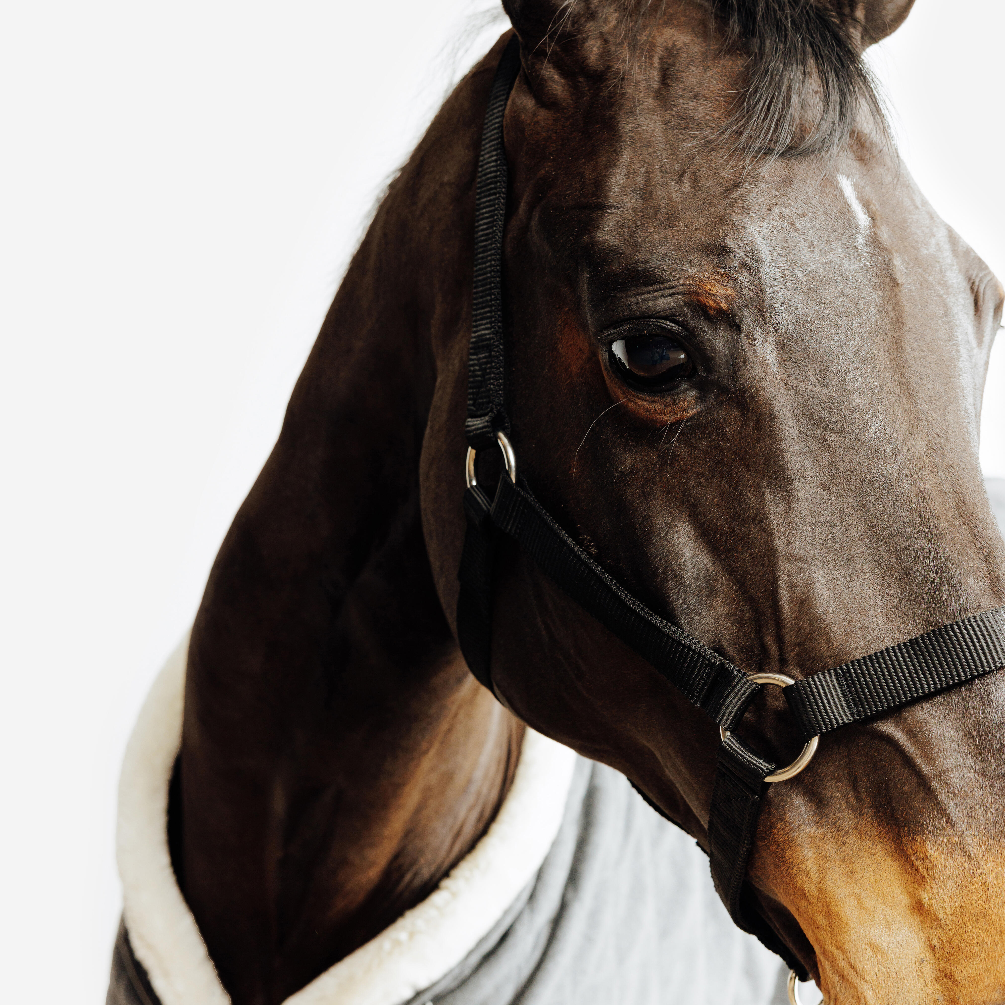 Licou d’équitation pour cheval et poney, Schooling - FOUGANZA