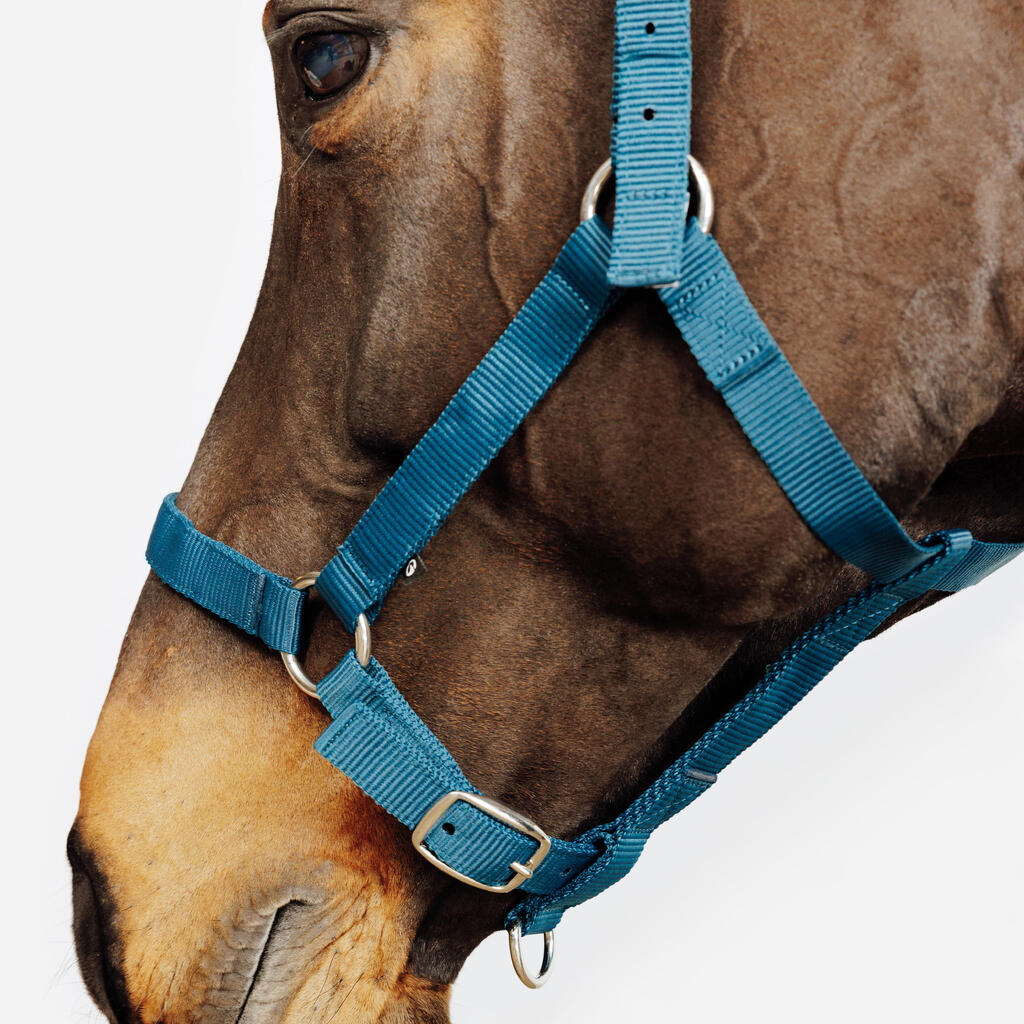 Horse Riding Halter for Horse and Pony Schooling - Black