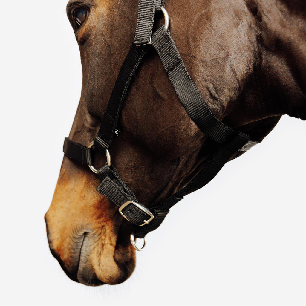 Horse Riding Halter for Horse and Pony Schooling - Black