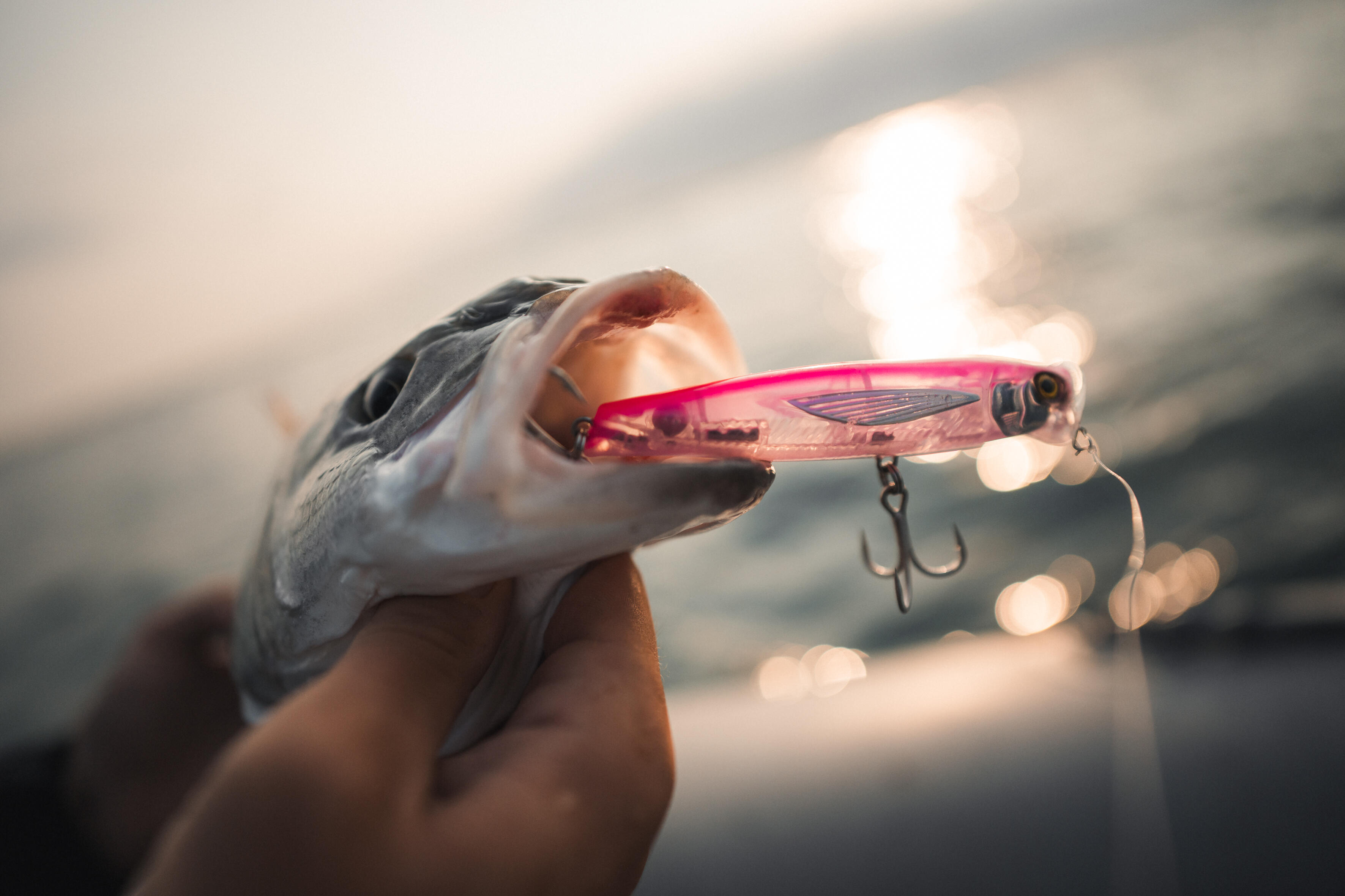 popper-surface-sea-fishing-