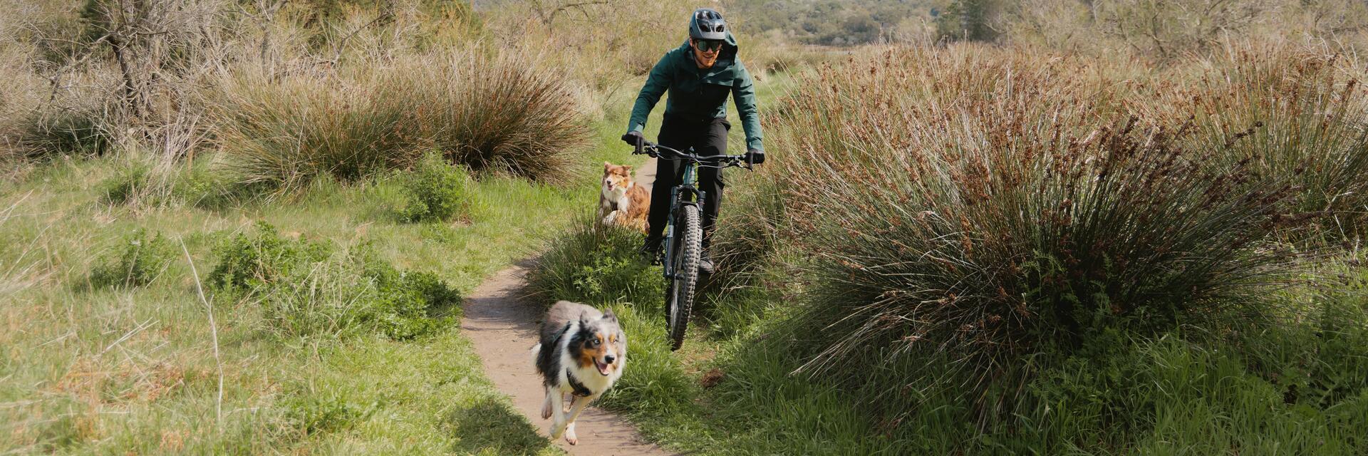 Mountainbiker met twee honden in de natuur