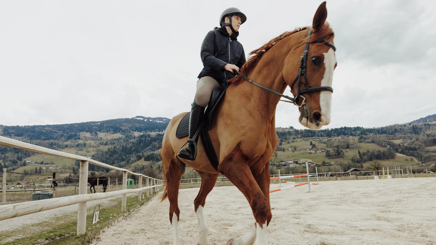 Temperamentvolles Pferd