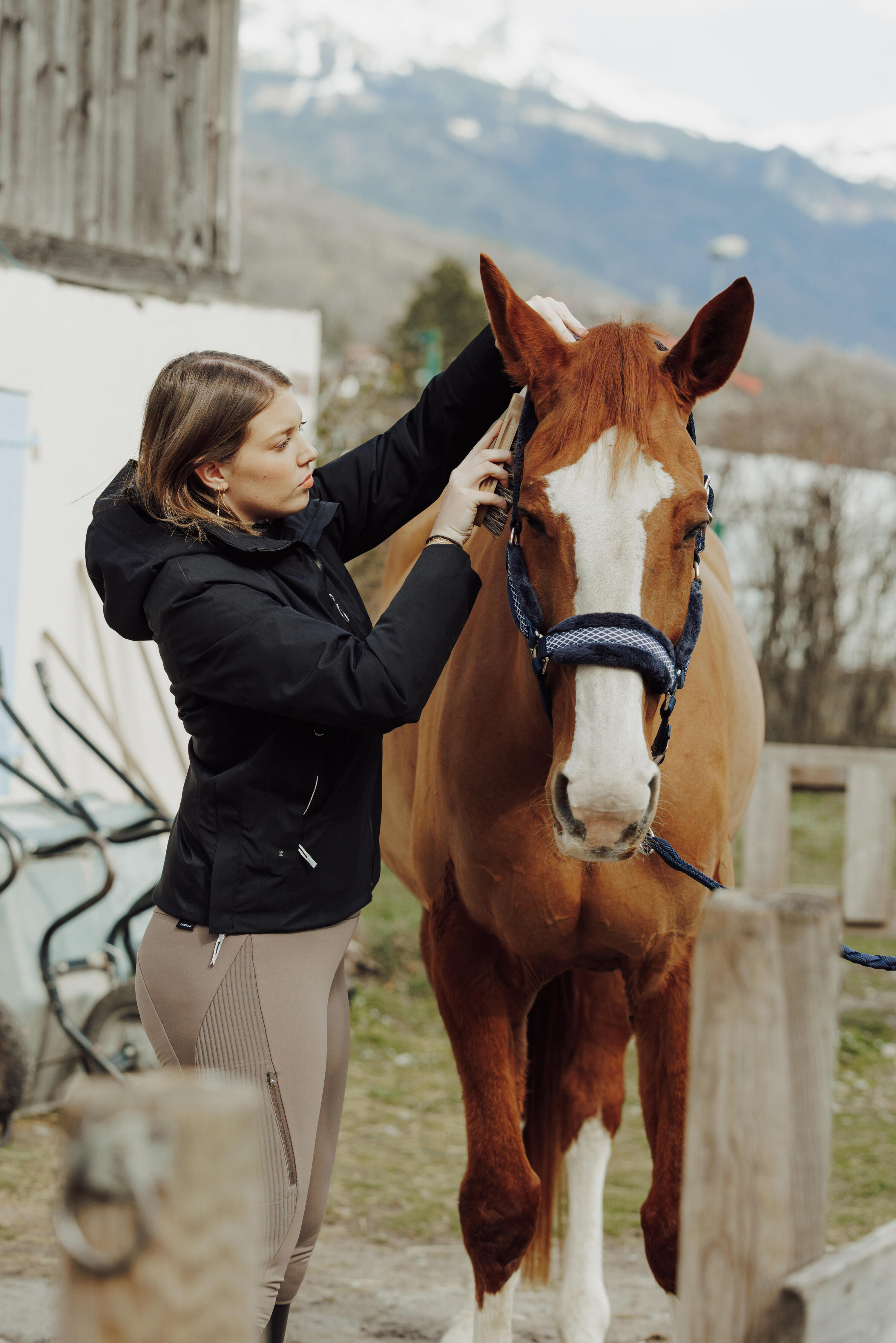 Licol équitation Cheval - Confort Bleu noir 5/6