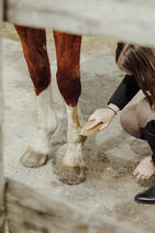 Soin du cheval