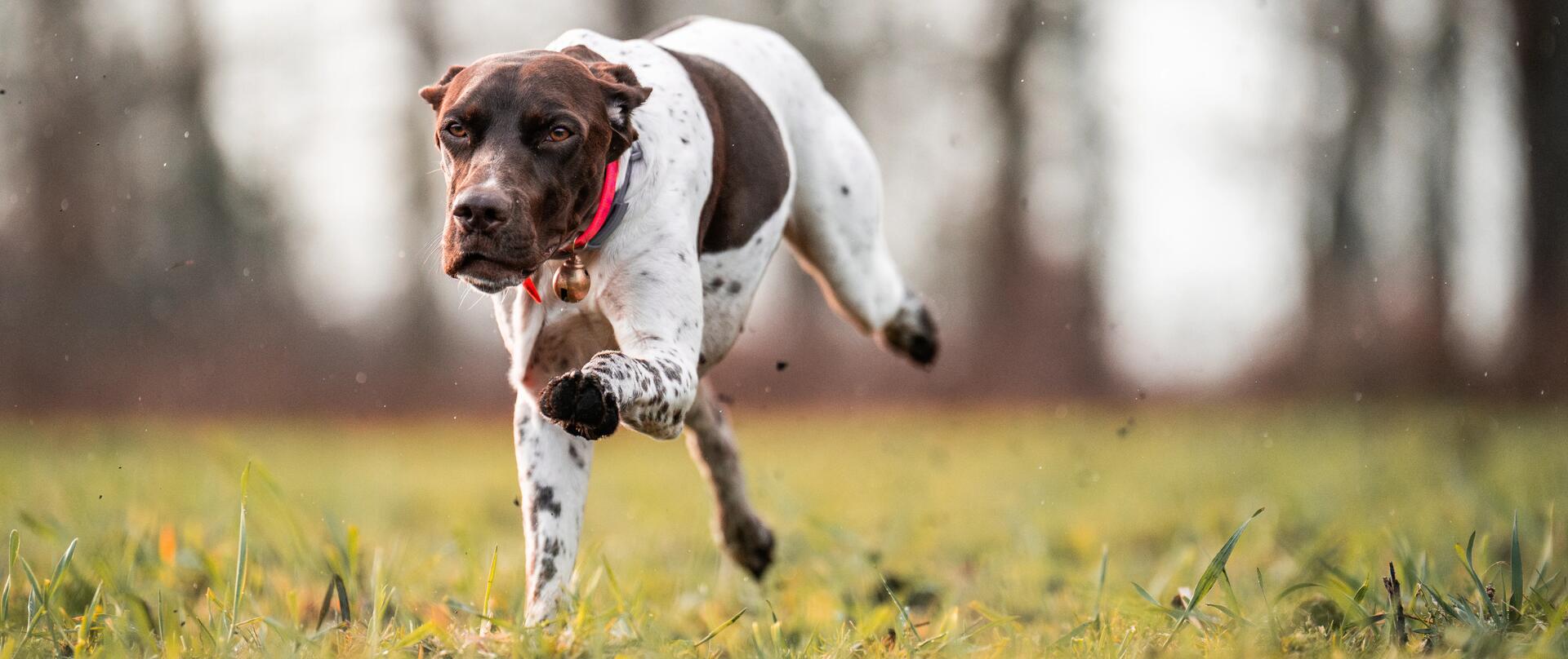 Un chien de chasse qui court dans un champ