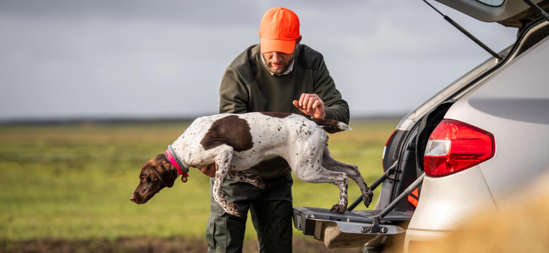 Un chien de chasse saute du coffre de la voiture de son maitre