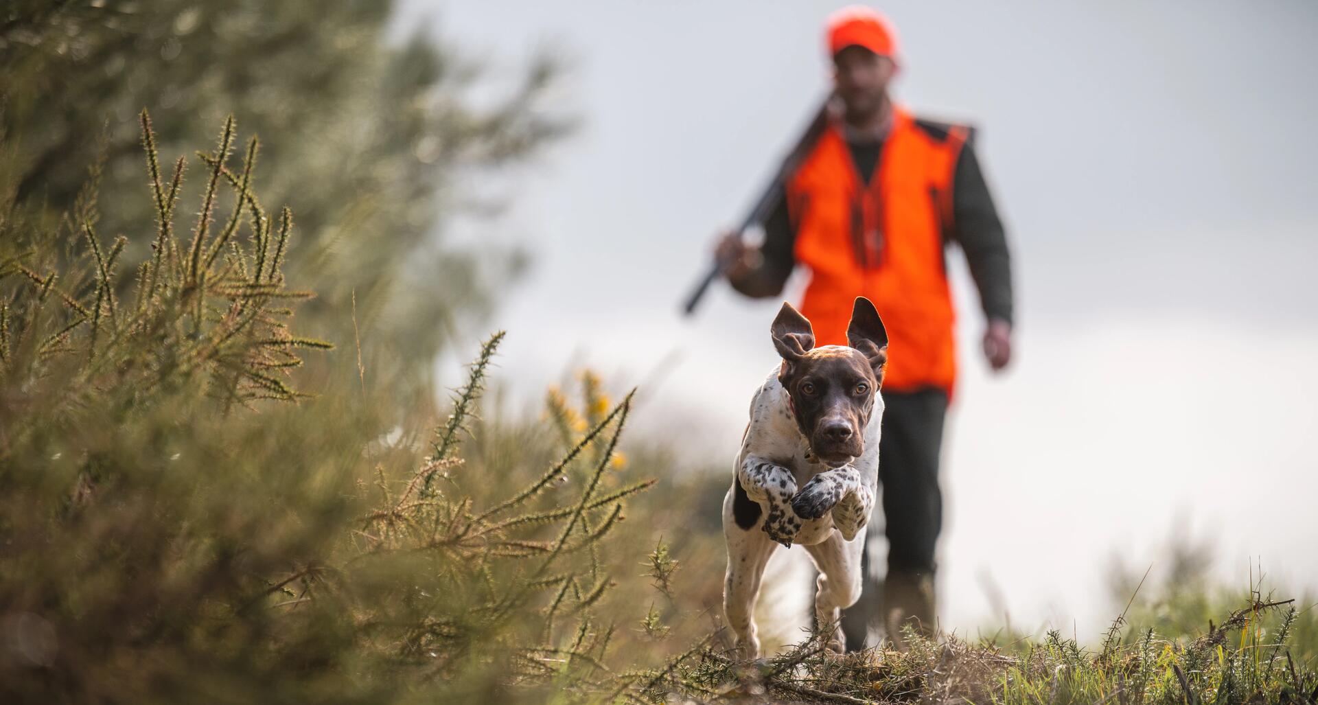 preparer votre chien pour la saison de chasse