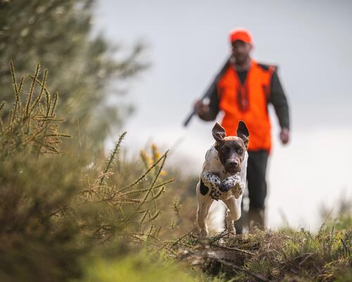 preparer votre chien pour la saison de chasse