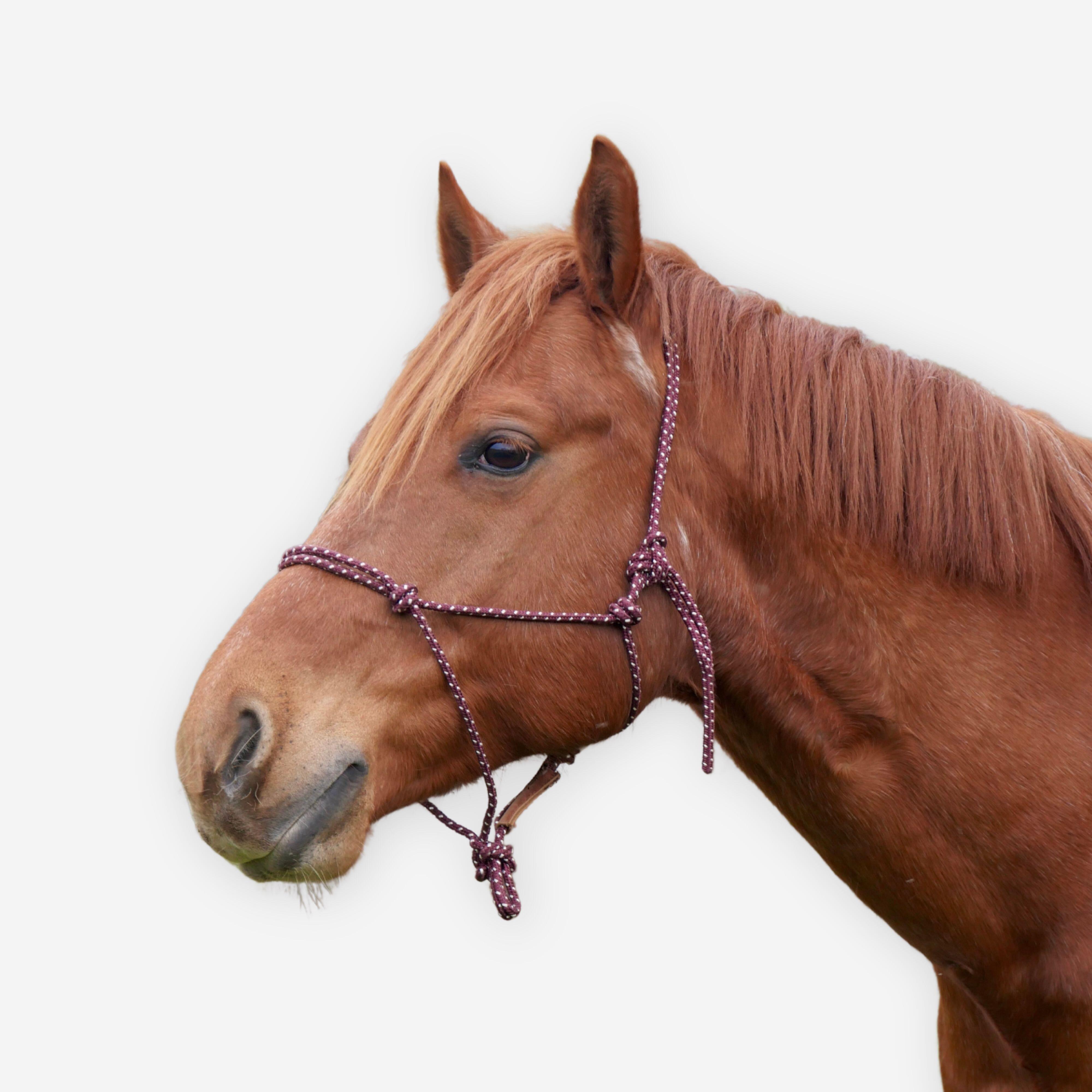 CAPERLAN Knotenhalfter Natural Horsemanship Pferd bordeaux | 03608390508488 CAPERLAN Knotenhalfter Natural Horsemanship Pferd bordeaux | 03608390508488