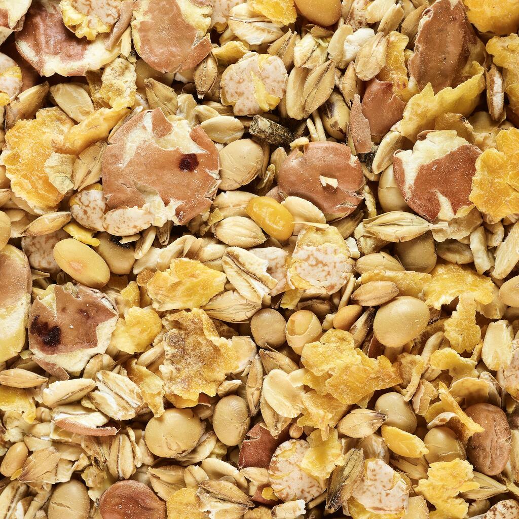 5 kg of toasted seeds for carp fishing