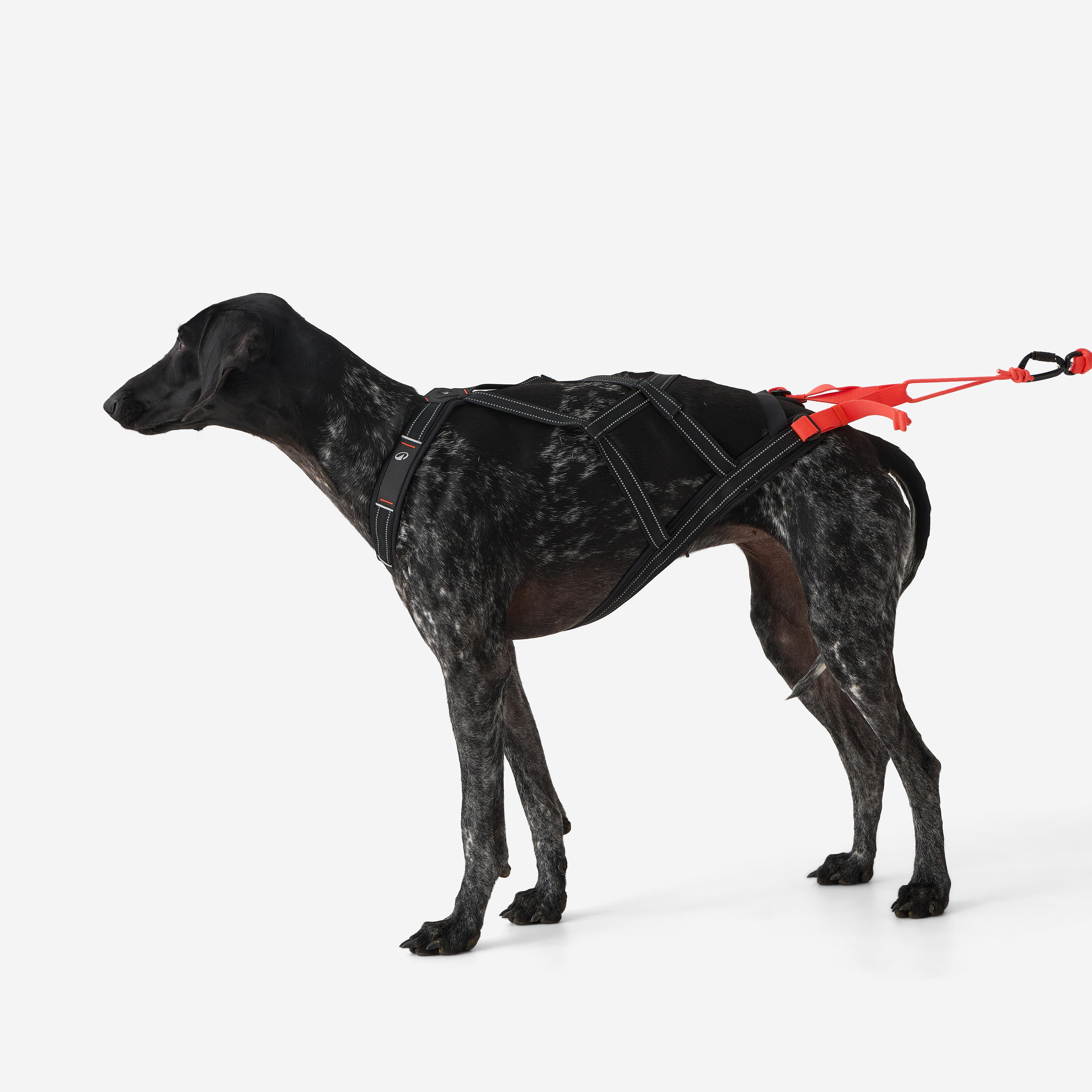 X-Back Pull Harness for Dogs - CAPERLAN