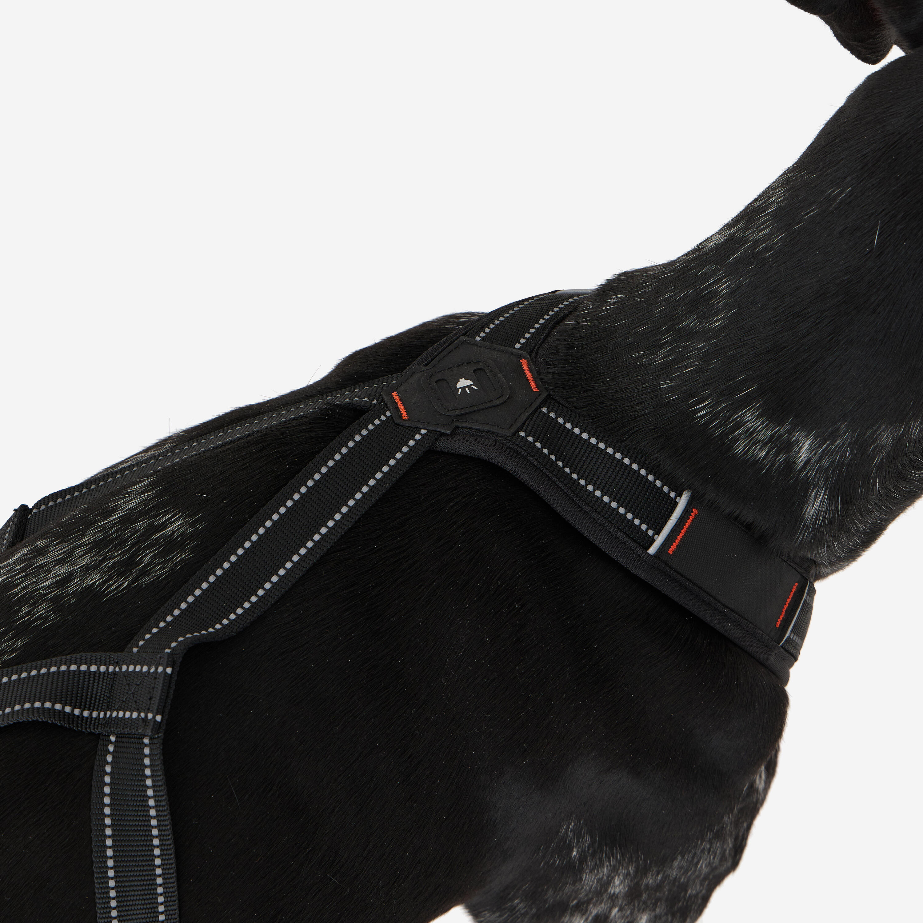 Harnais de traction pour chien, X-Back 8/16