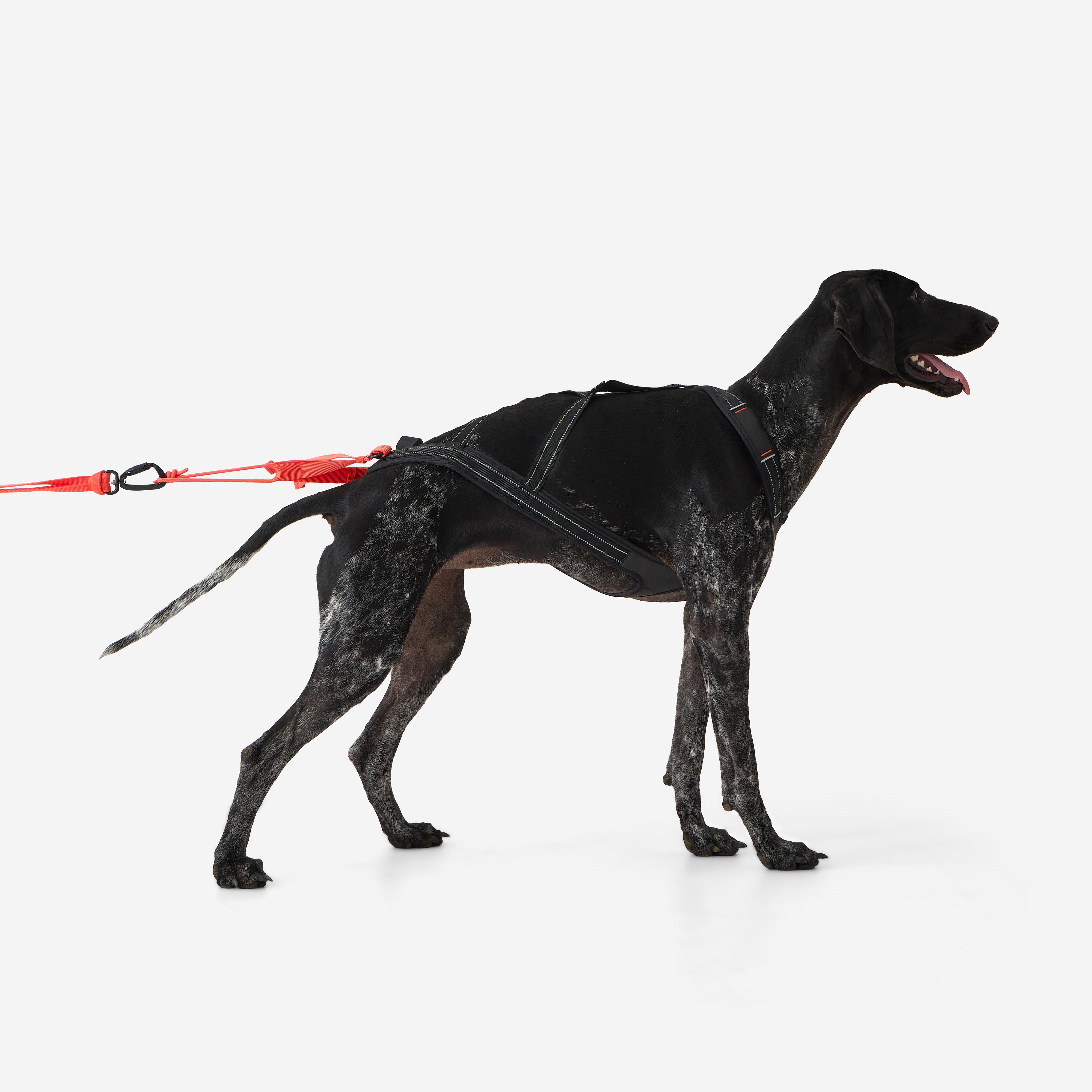 CAPERLAN Zuggeschirr für Hunde X-Back | 03608392545610 CAPERLAN Zuggeschirr für Hunde X-Back | 03608392545610