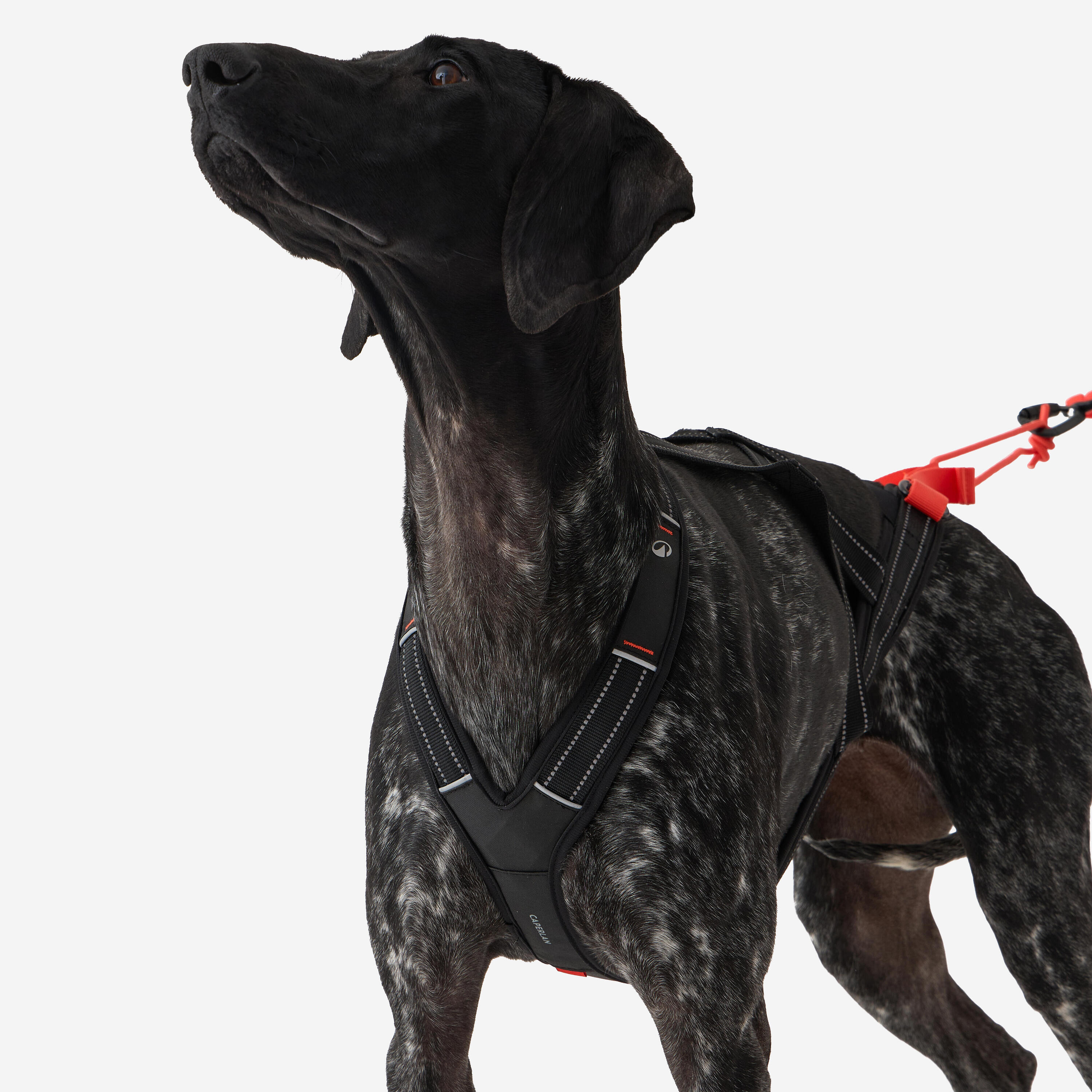 Harnais de traction pour chien, X-Back 7/16