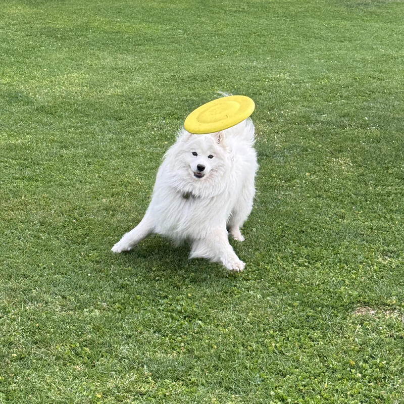 Disco Voador para Cão Amarelo