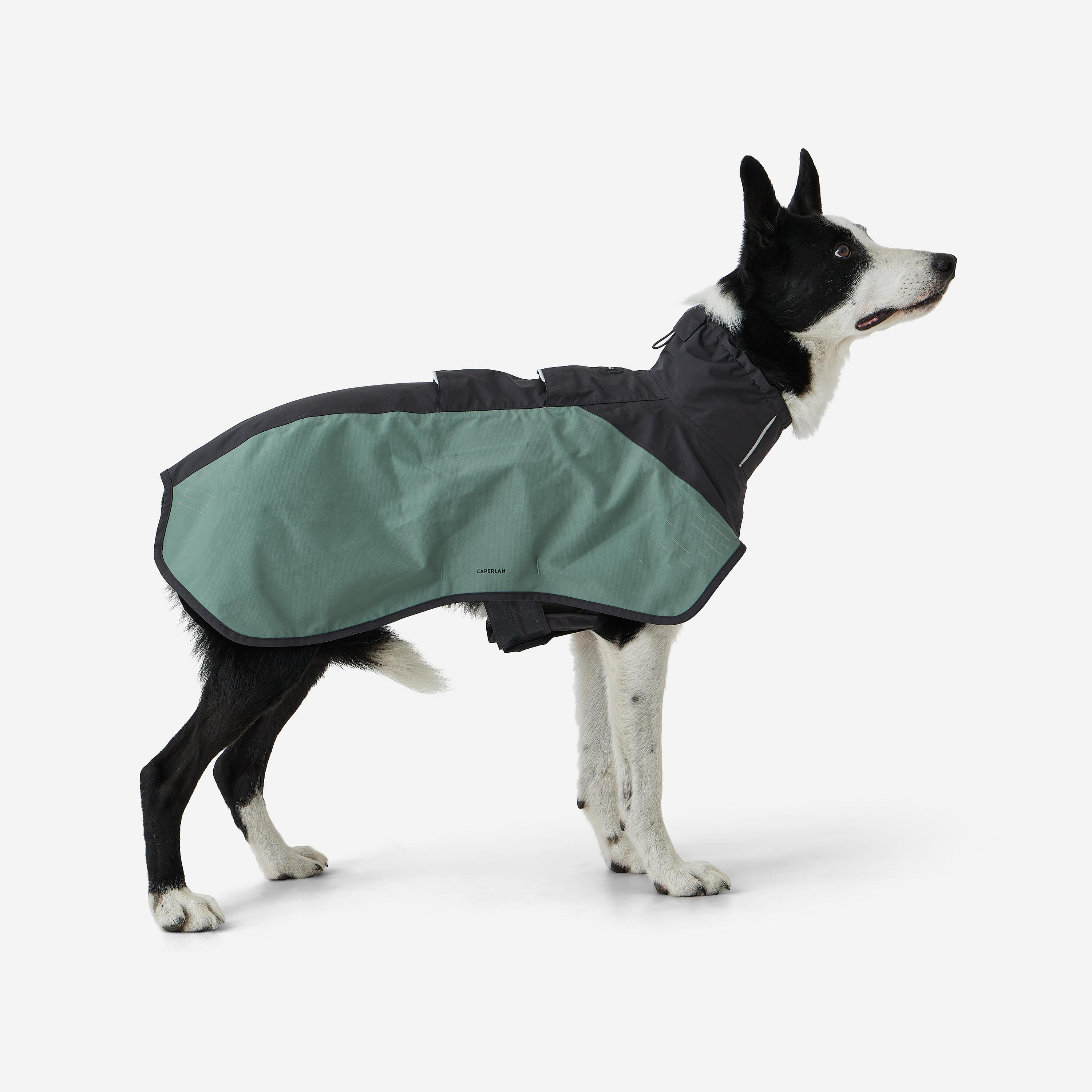 Abrigo Perro Verde Impermeable 2/8
