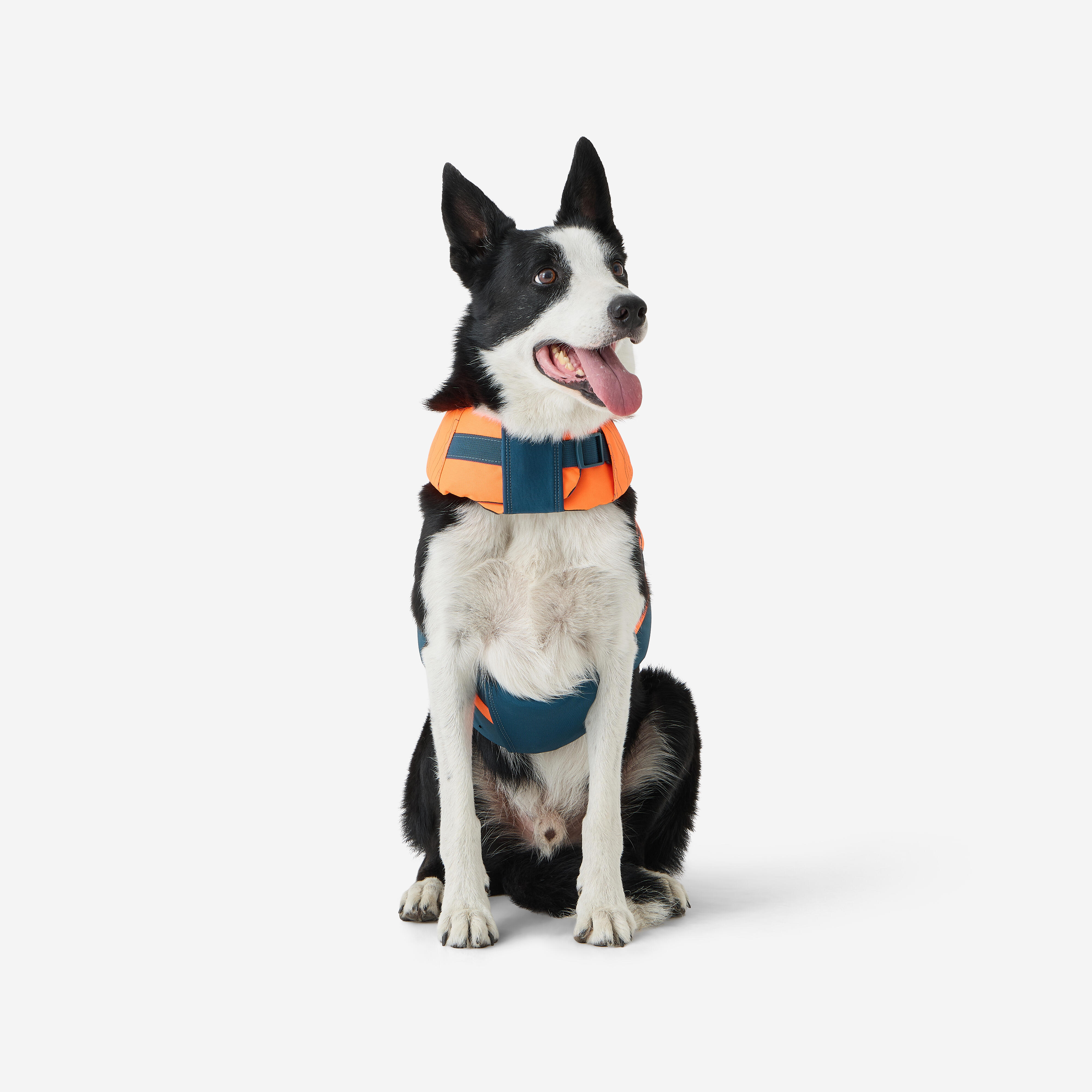 Gilet de flottaison pour chien - SOLOGNAC