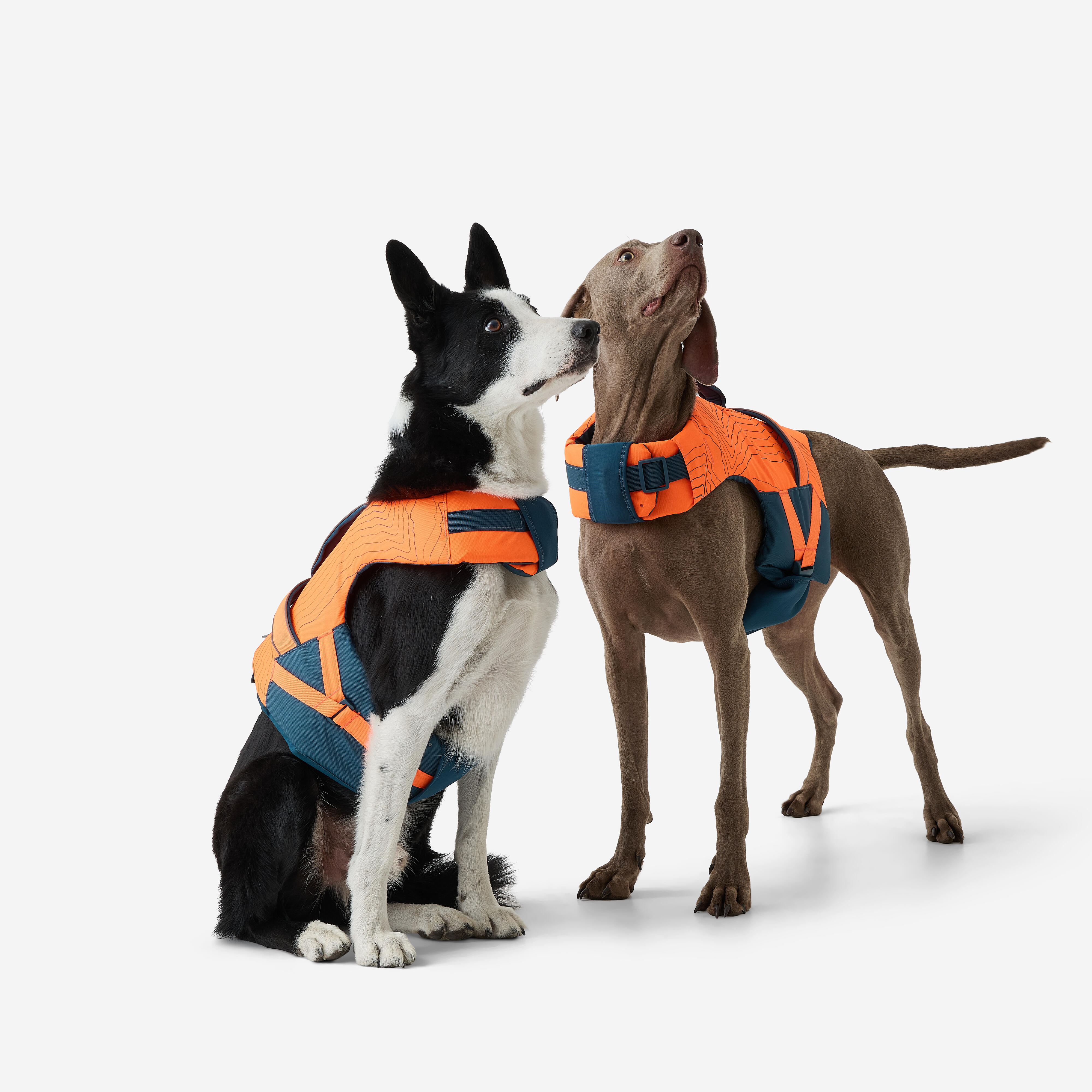Gilet de flottaison pour chien - SOLOGNAC