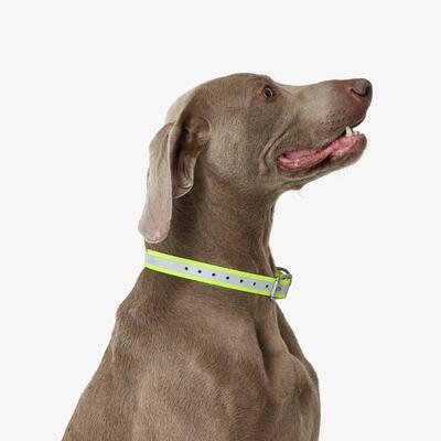 Collare riflettente cane 500 arancione fluo