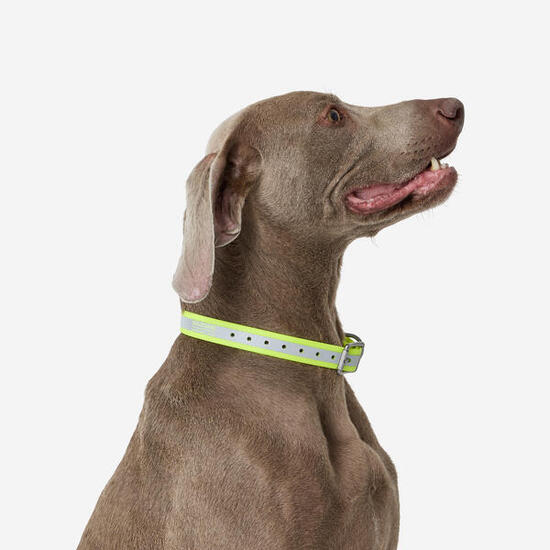 Collier réfléchissant pour chien 500 jaune fluo