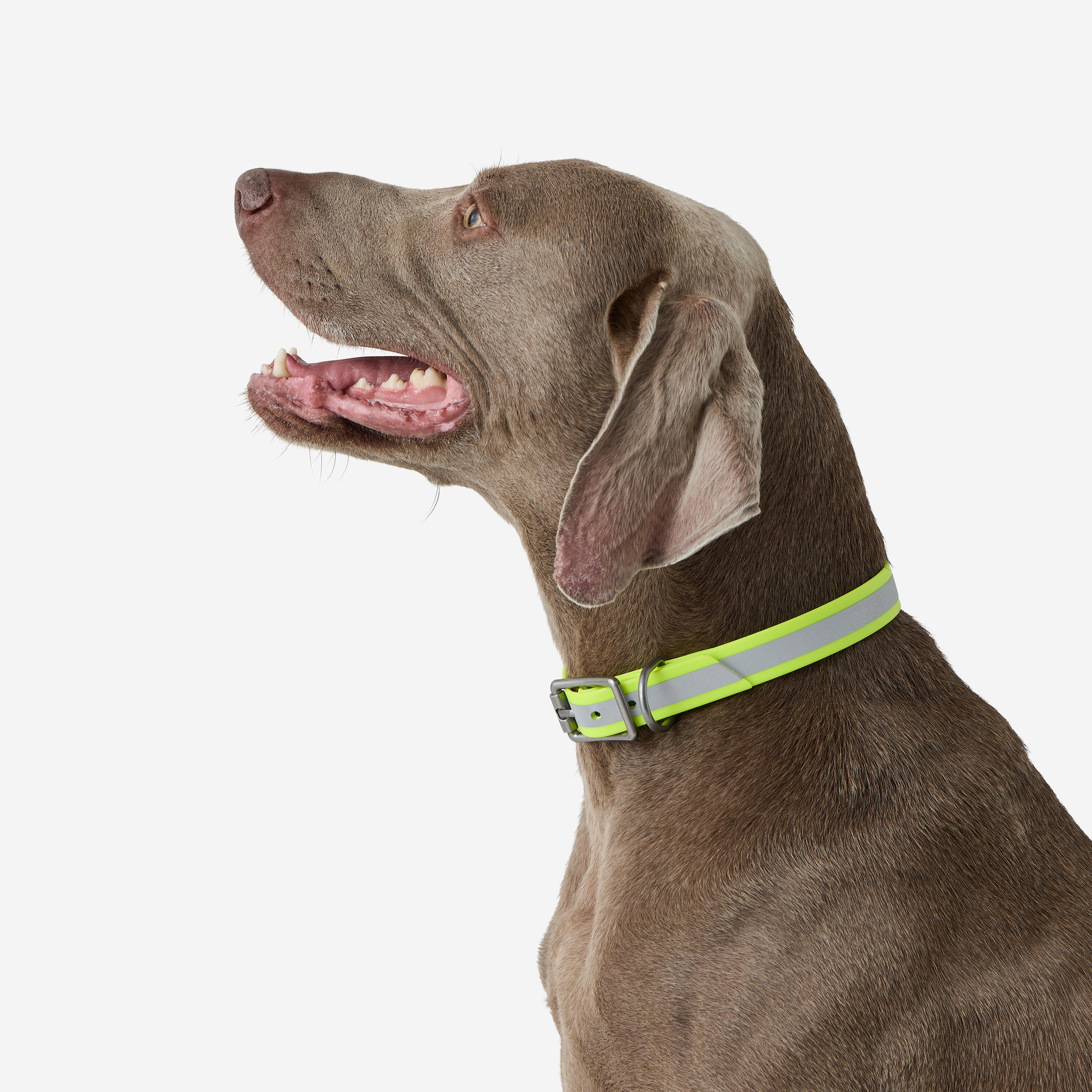 Collier réfléchissant pour chien 500 jaune fluo 3/3